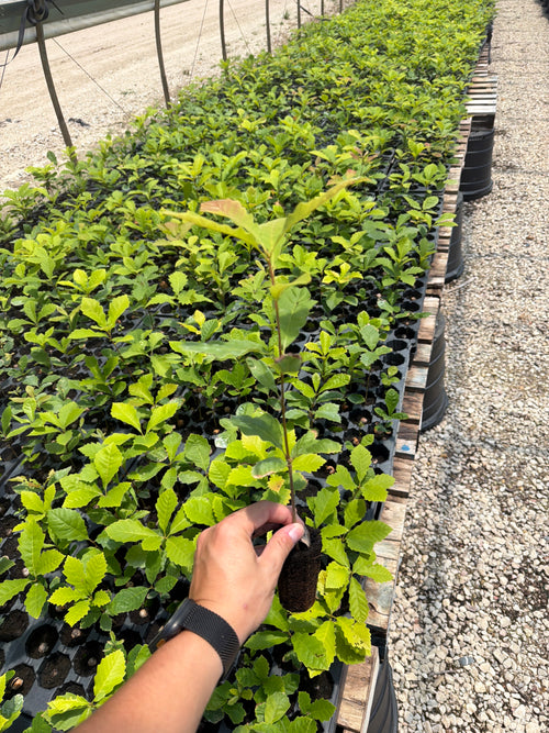 Chinquapin Oak