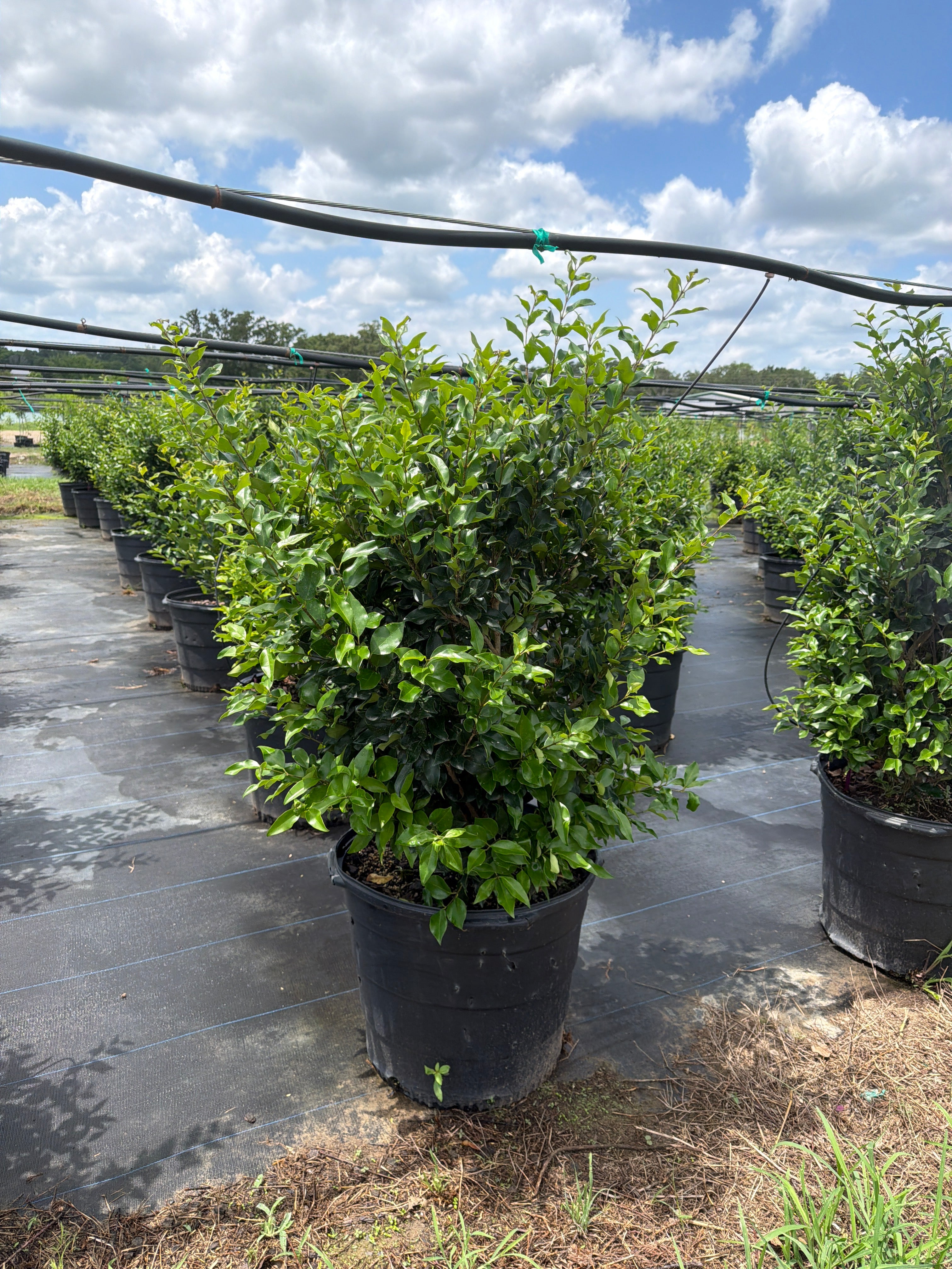 Recurve Ligustrum