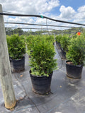 Green Giant Arborvitae