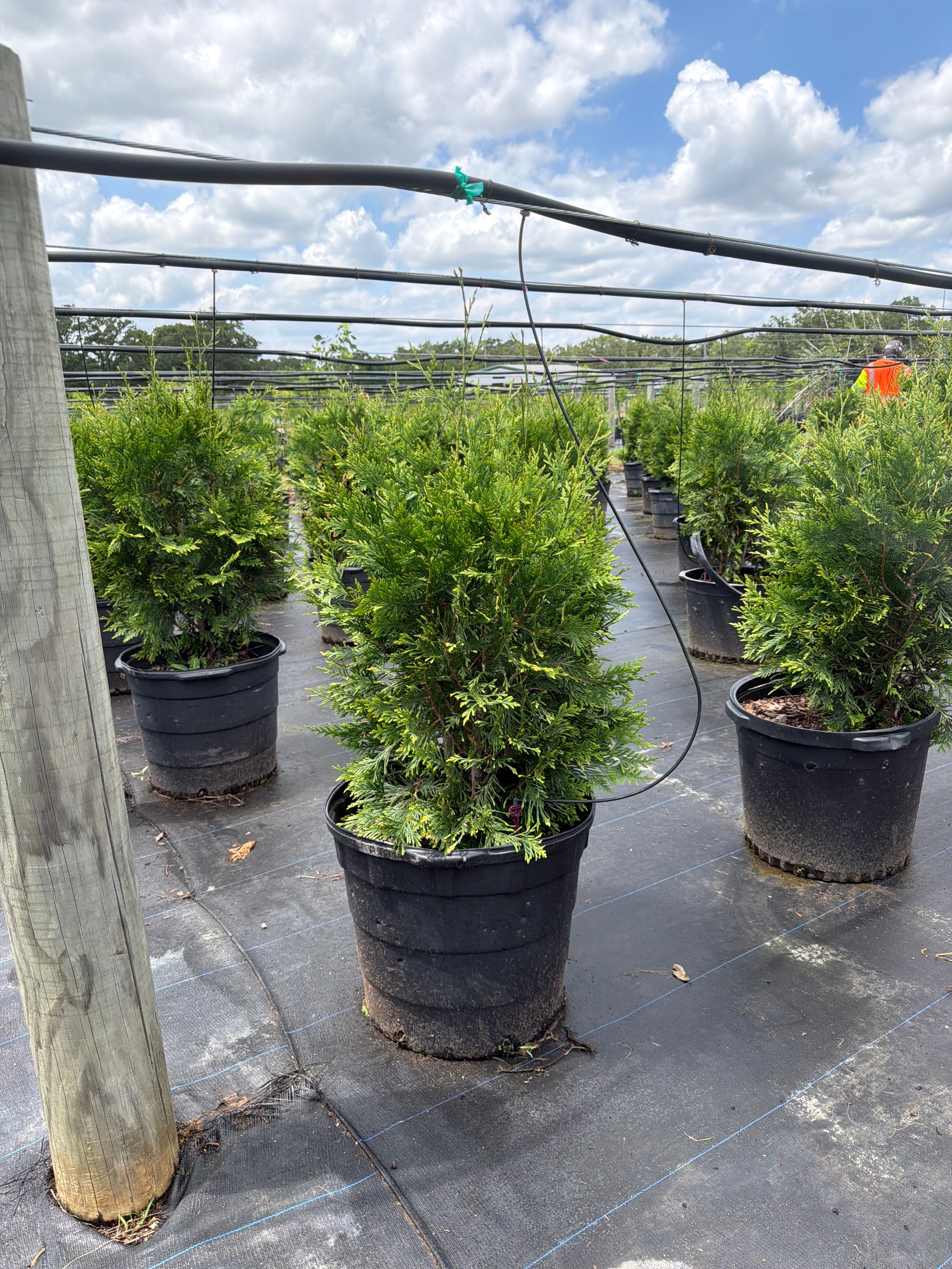 Green Giant Arborvitae