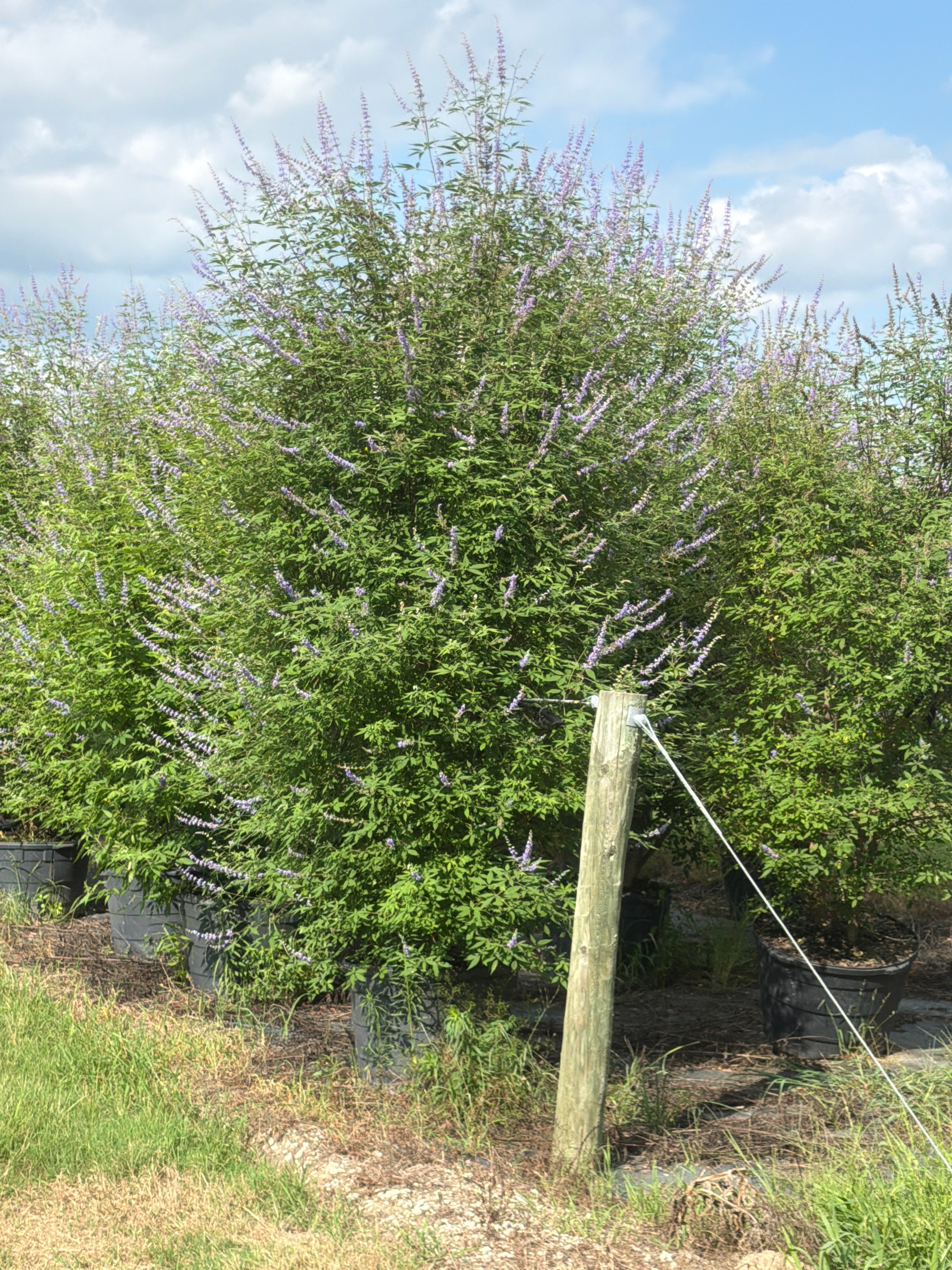 Shoal Creek Vitex