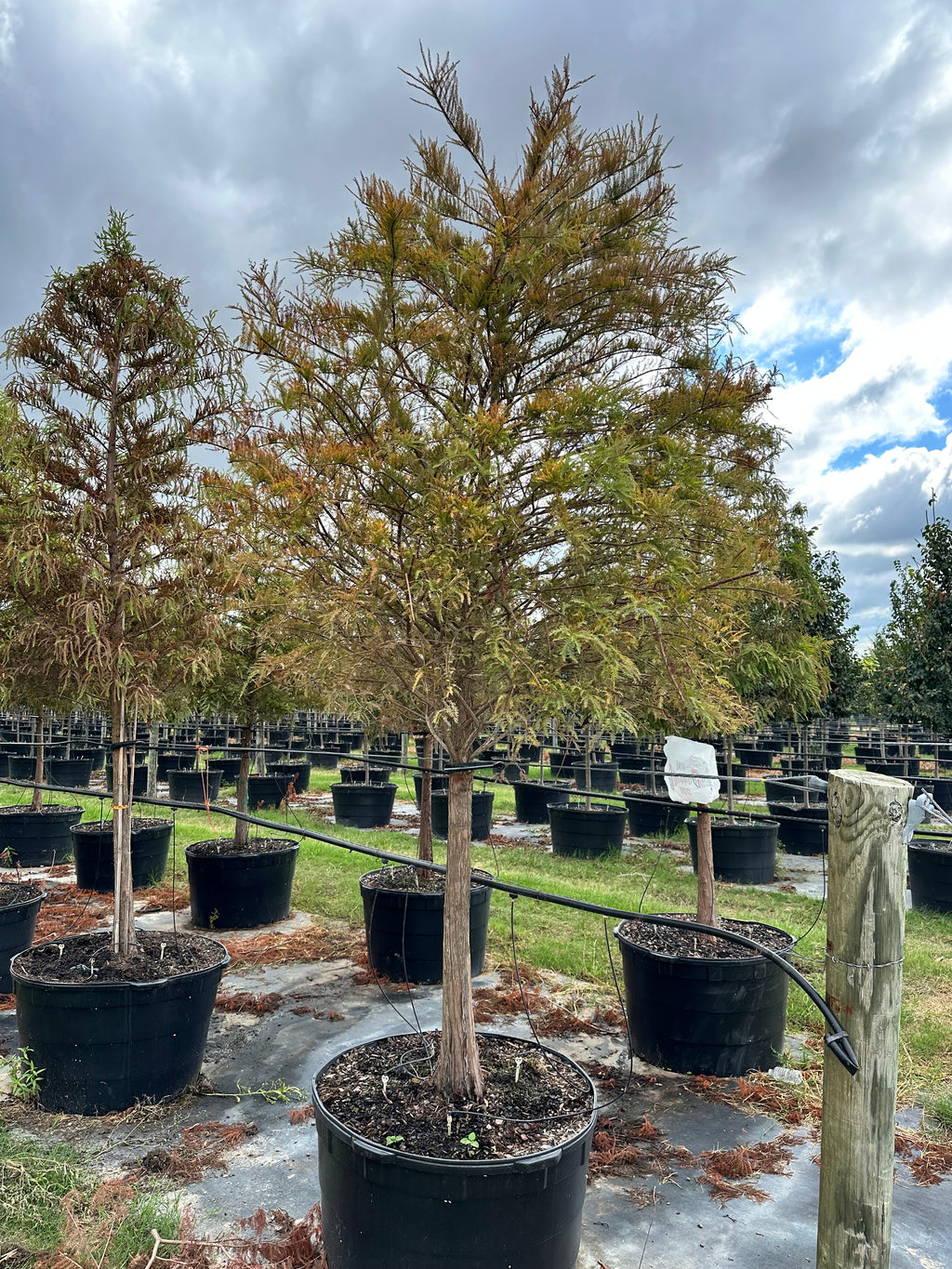 Bald Cypress