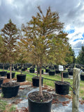 Bald Cypress