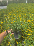 New Gold Lantana