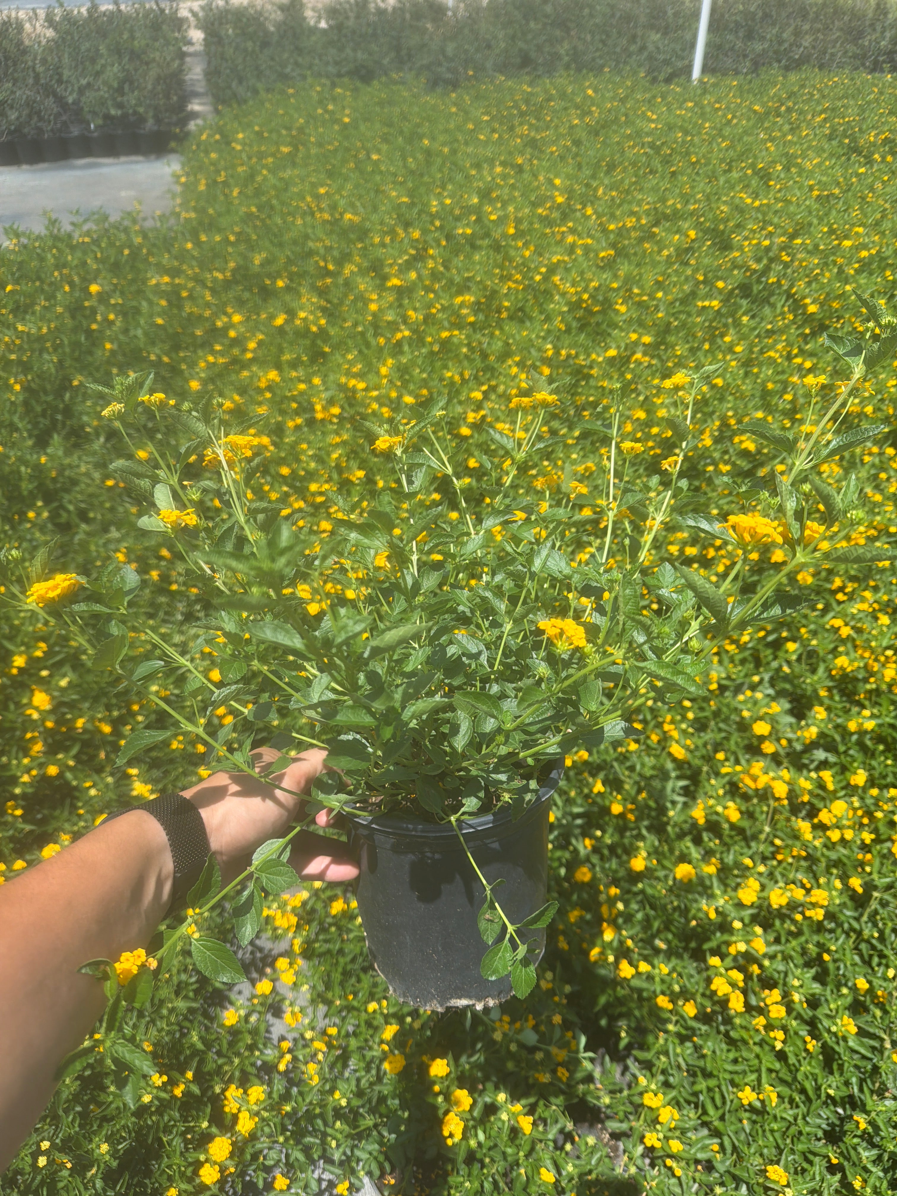 New Gold Lantana