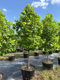 American Sycamore