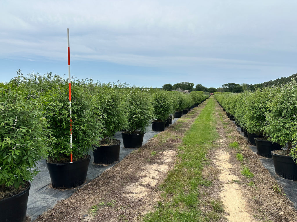 Shoal Creek Vitex