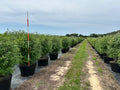 Shoal Creek Vitex
