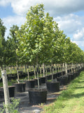 Exclamation Sycamore