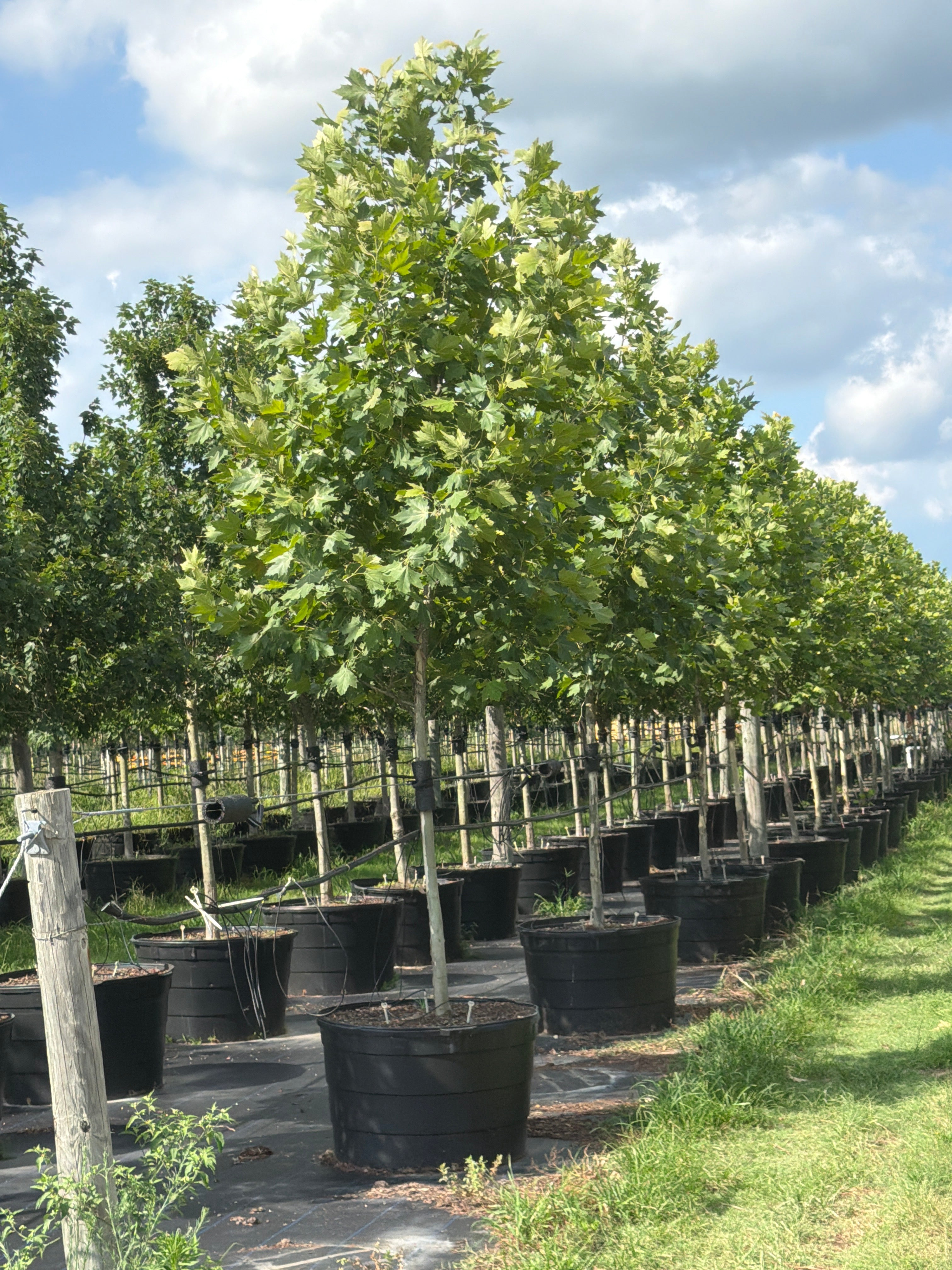 Exclamation Sycamore