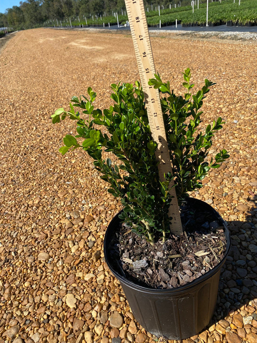 Wintergreen Boxwood