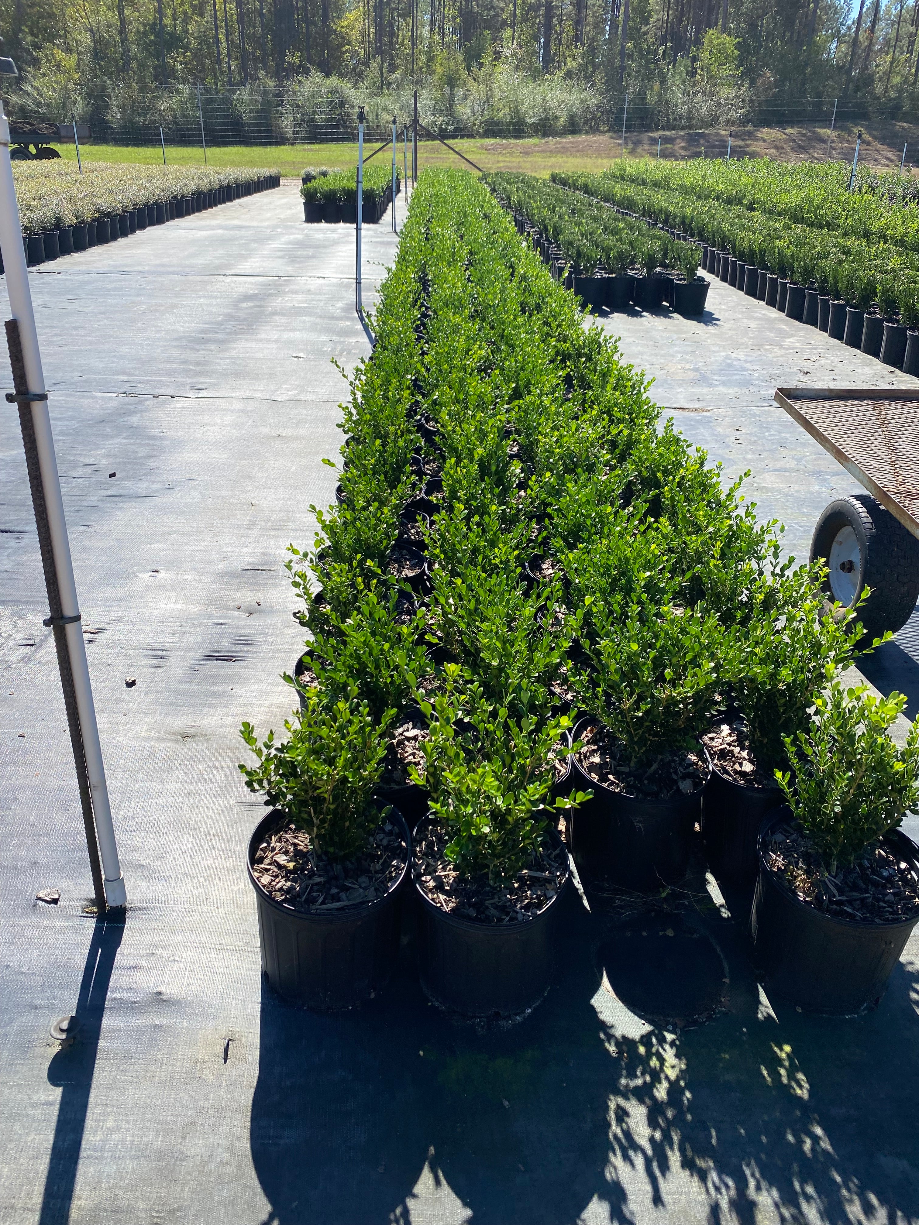 Wintergreen Boxwood