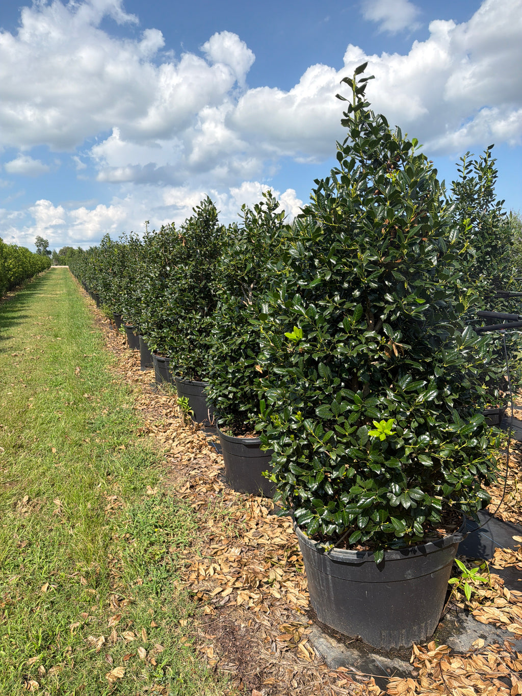 Nellie R Steven’s Holly