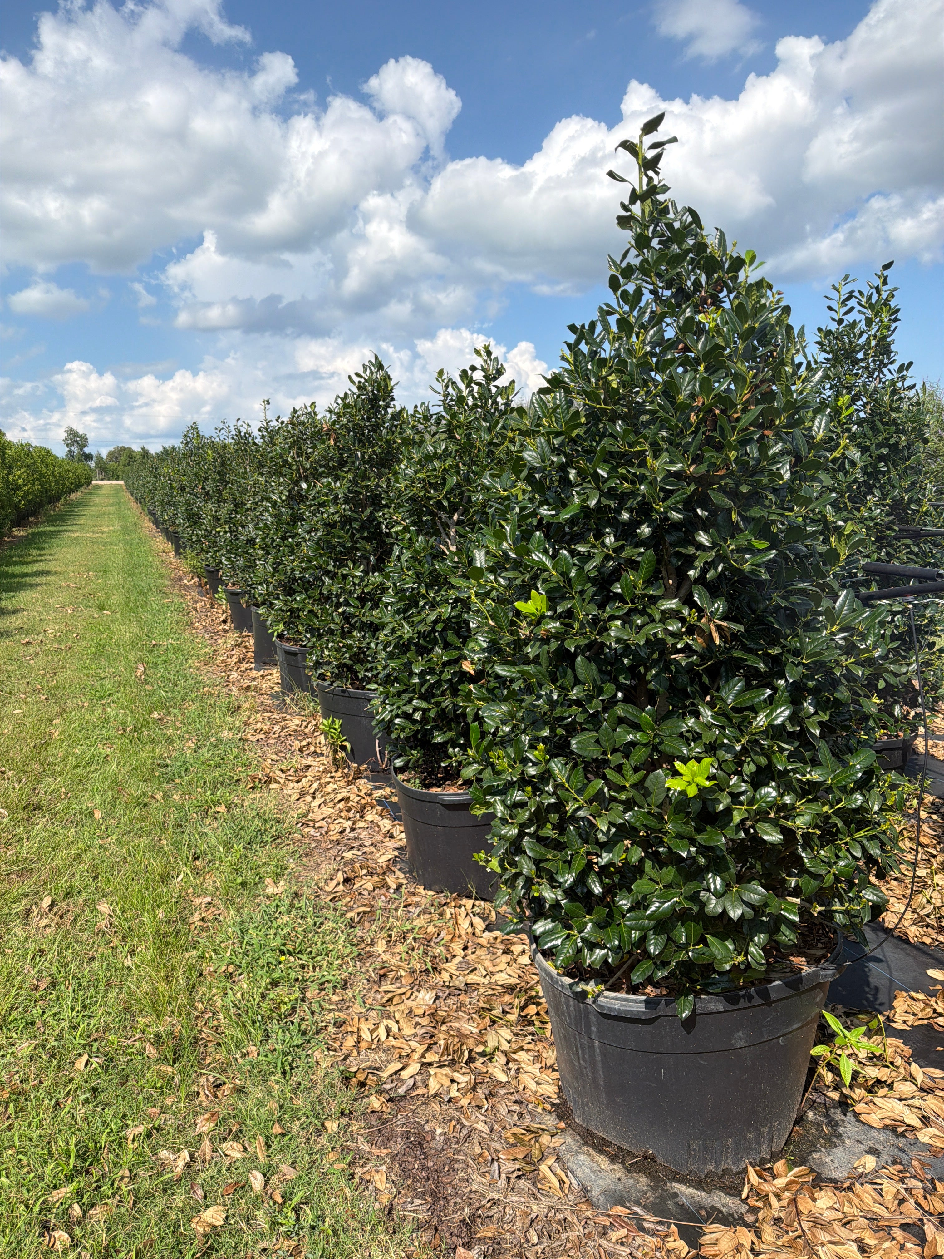 Nellie R Steven’s Holly