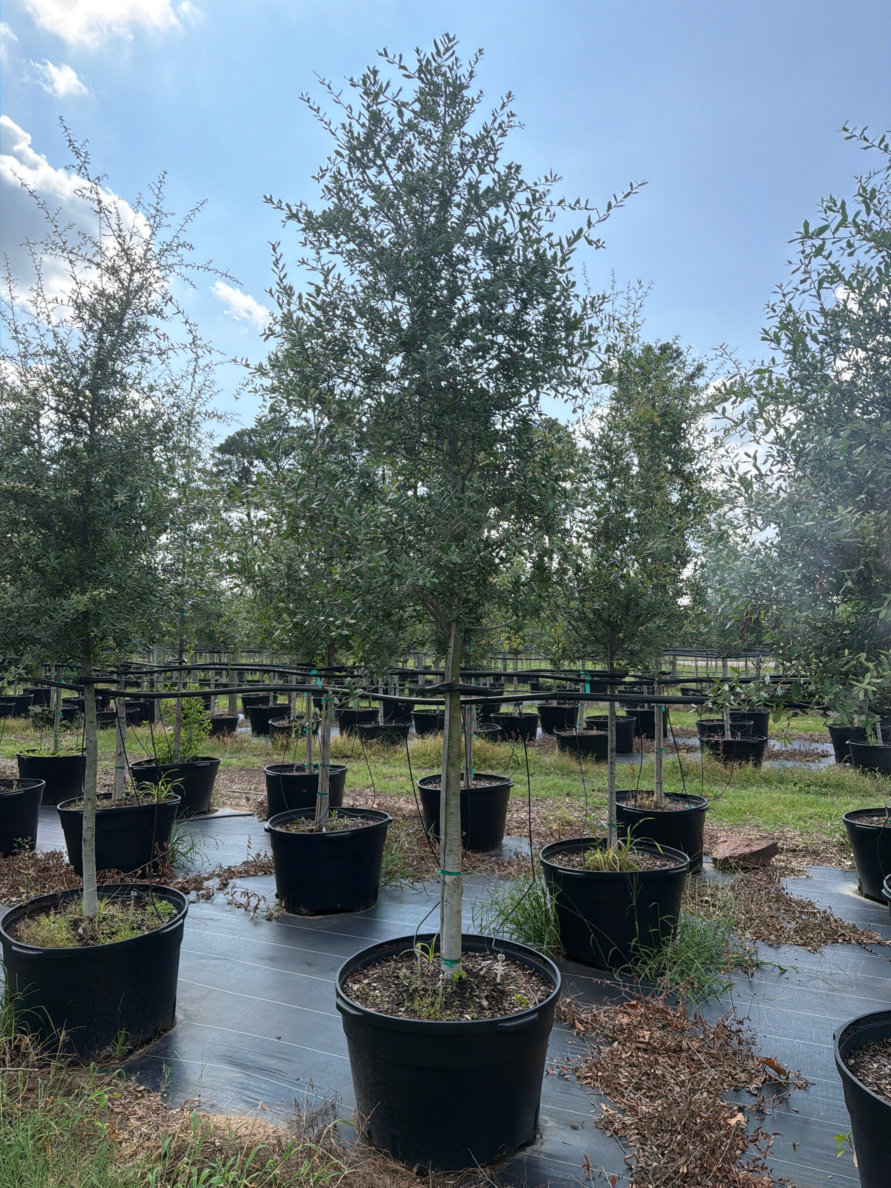 Live Oak