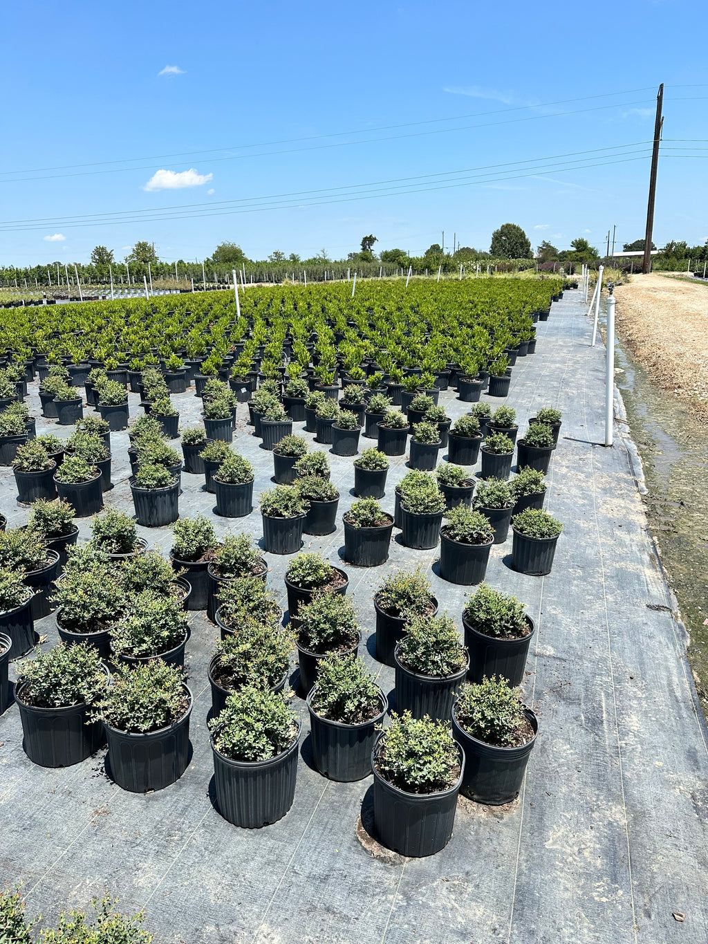 Dwarf Yaupon Holly