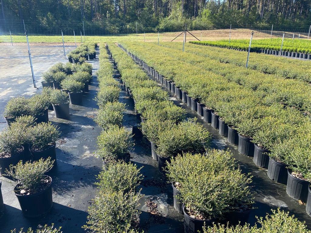 Dwarf Yaupon Holly