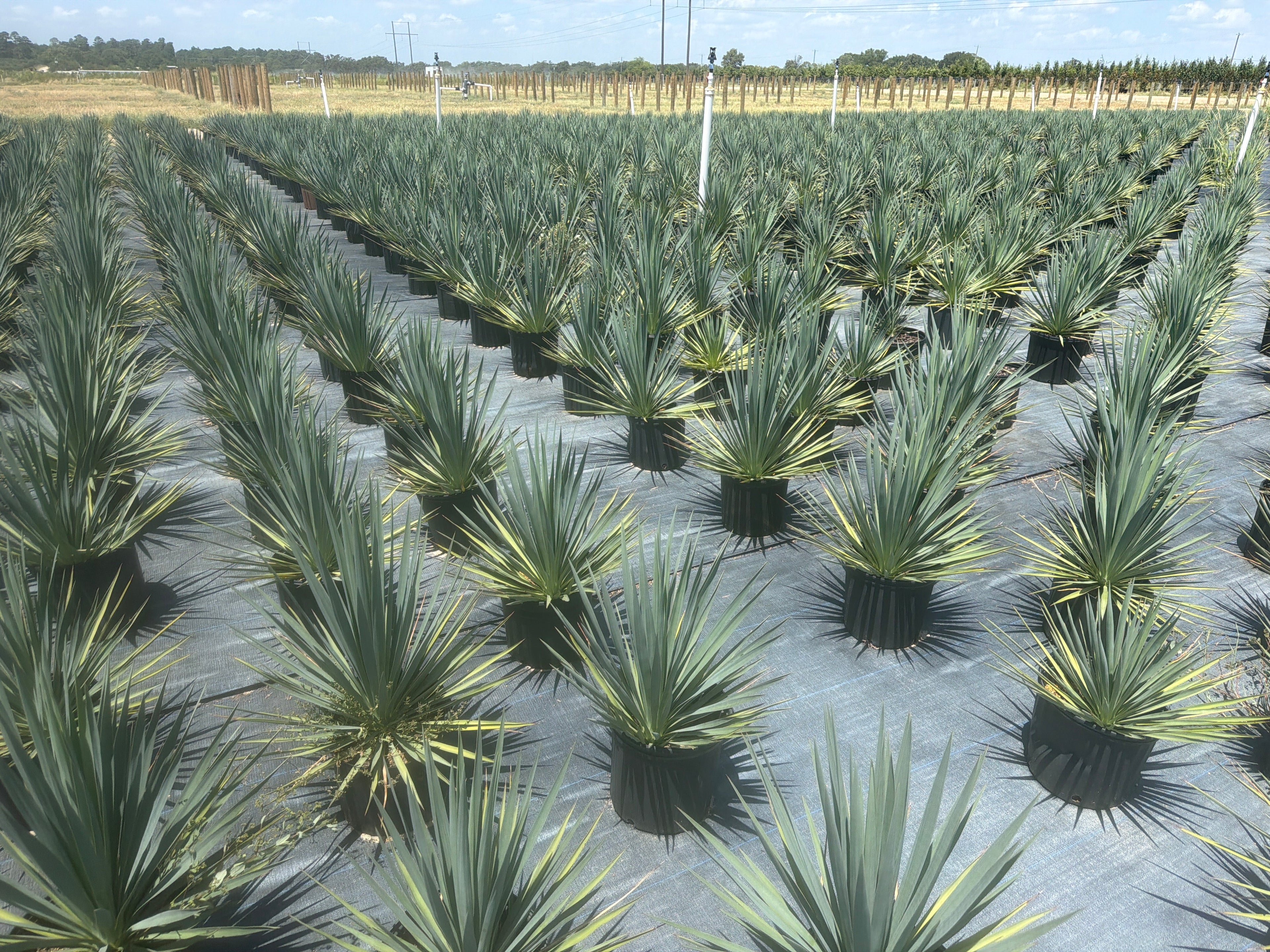 Adam’s Needle Yucca