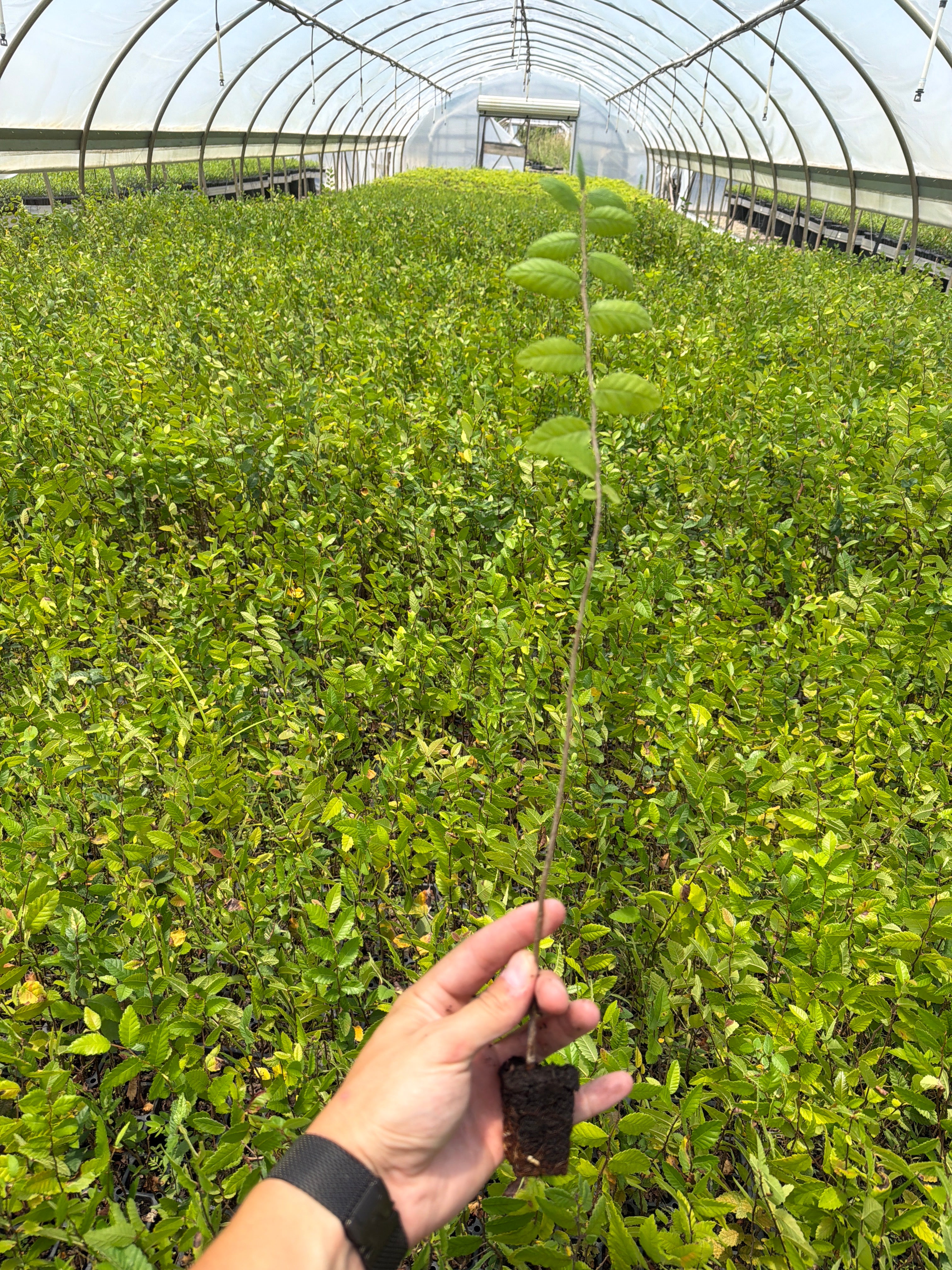 Cedar Elm