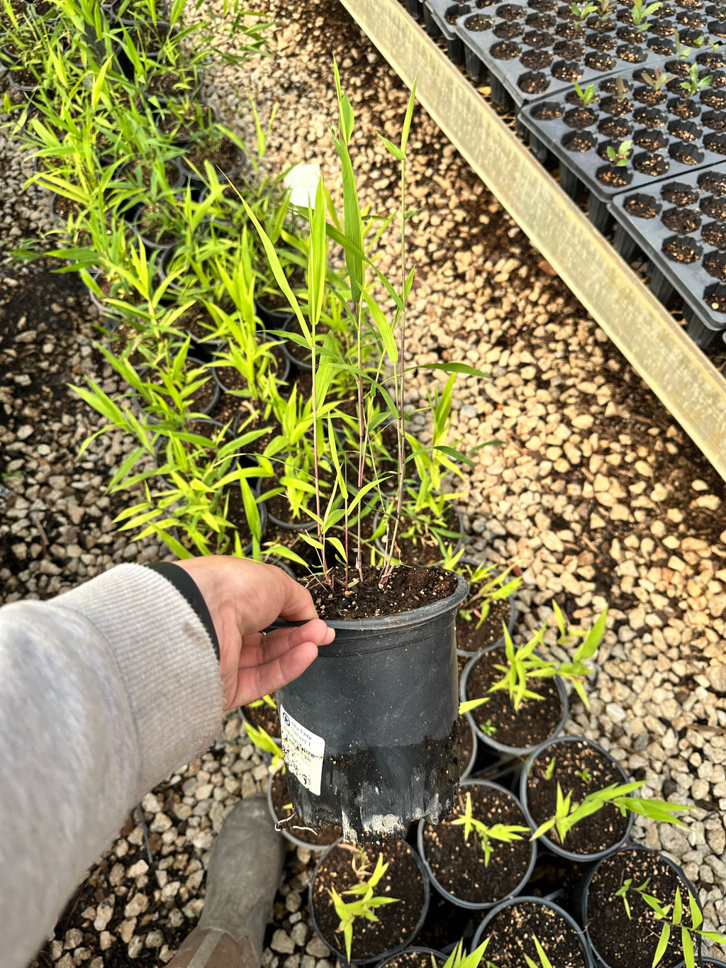 Inland Sea Oats