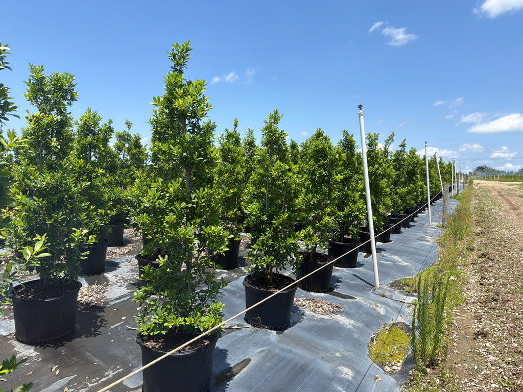 Eagleston Holly