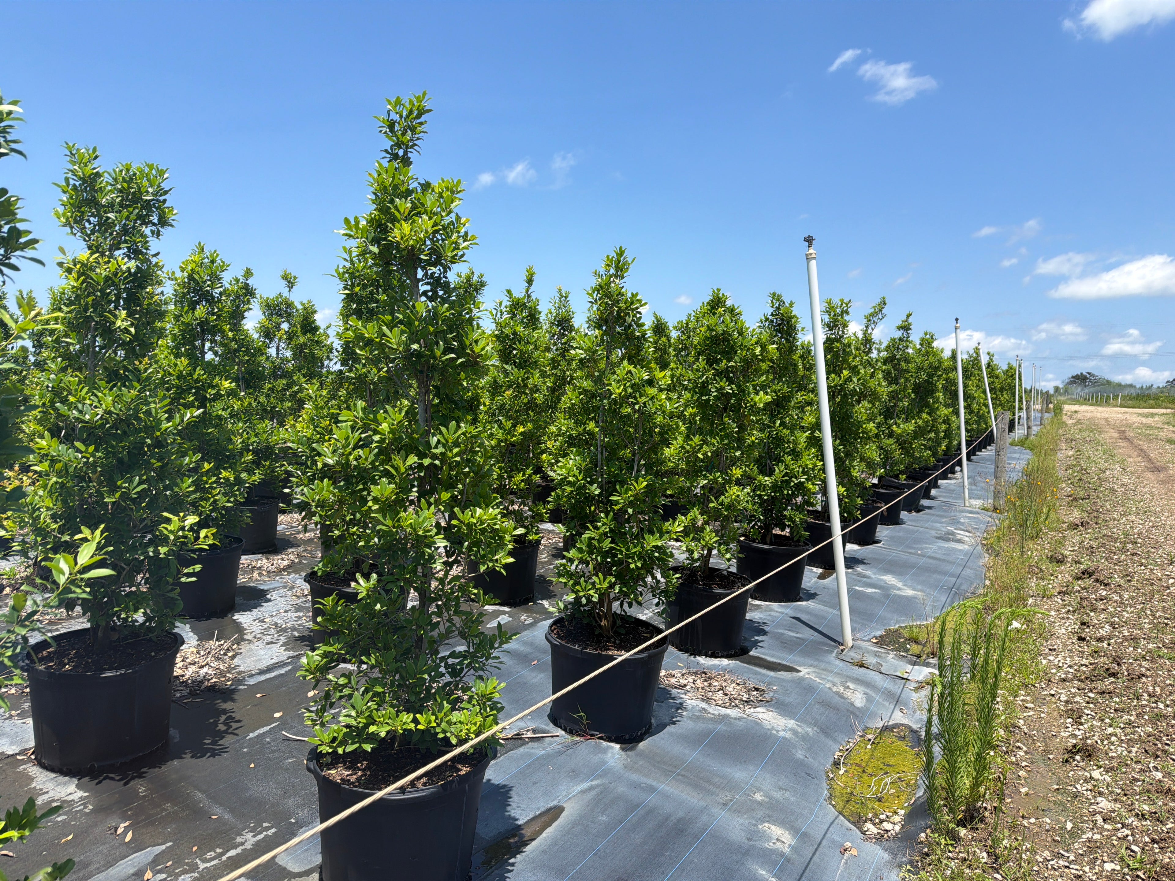 Eagleston Holly