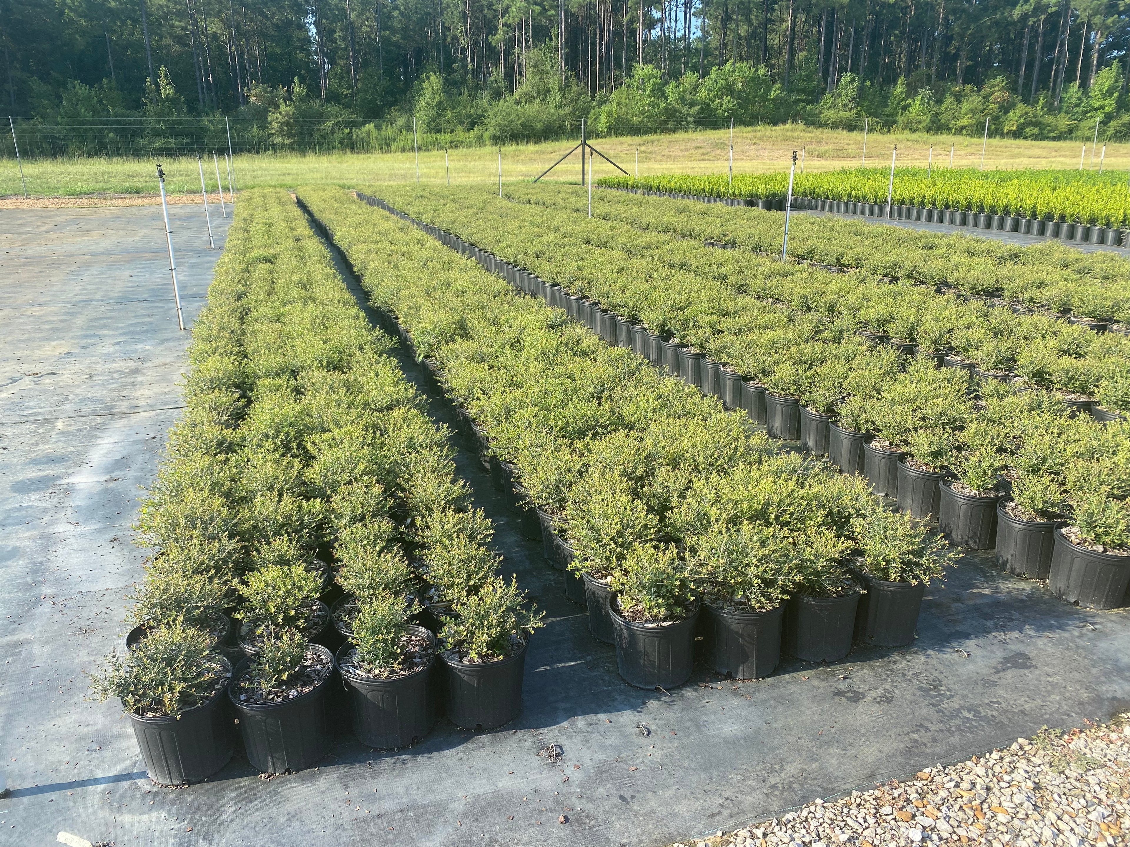 Dwarf Yaupon Holly