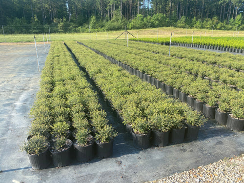 Dwarf Yaupon Holly