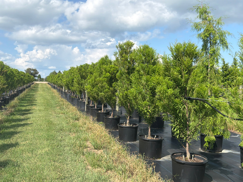 Lindsey Skyward Bald Cypress