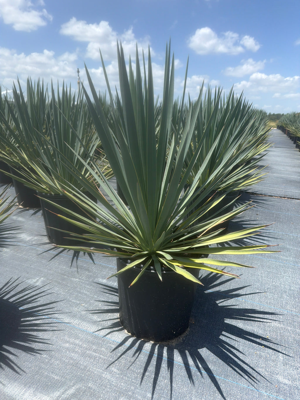Adam’s Needle Yucca