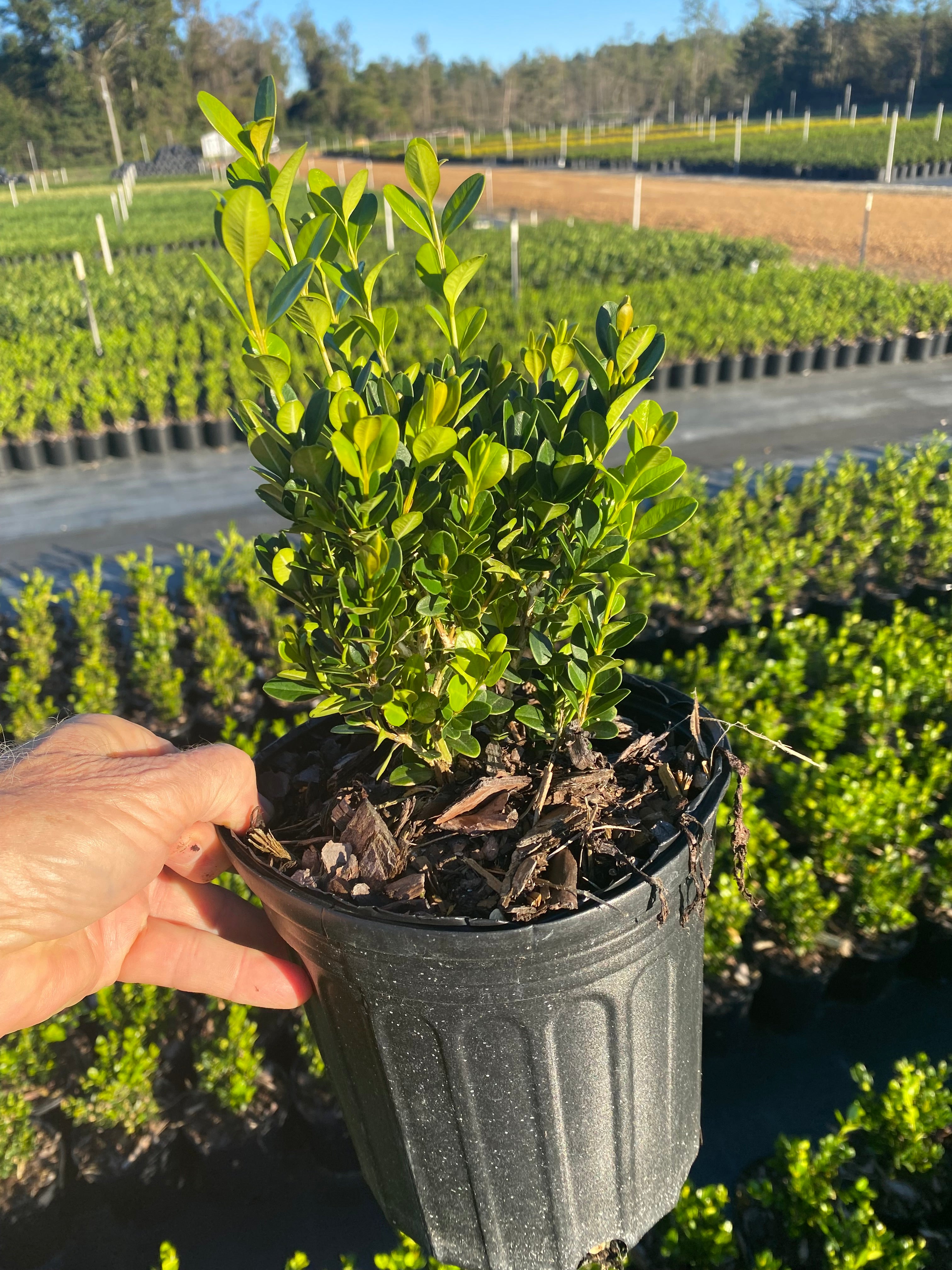 Wintergreen Boxwood