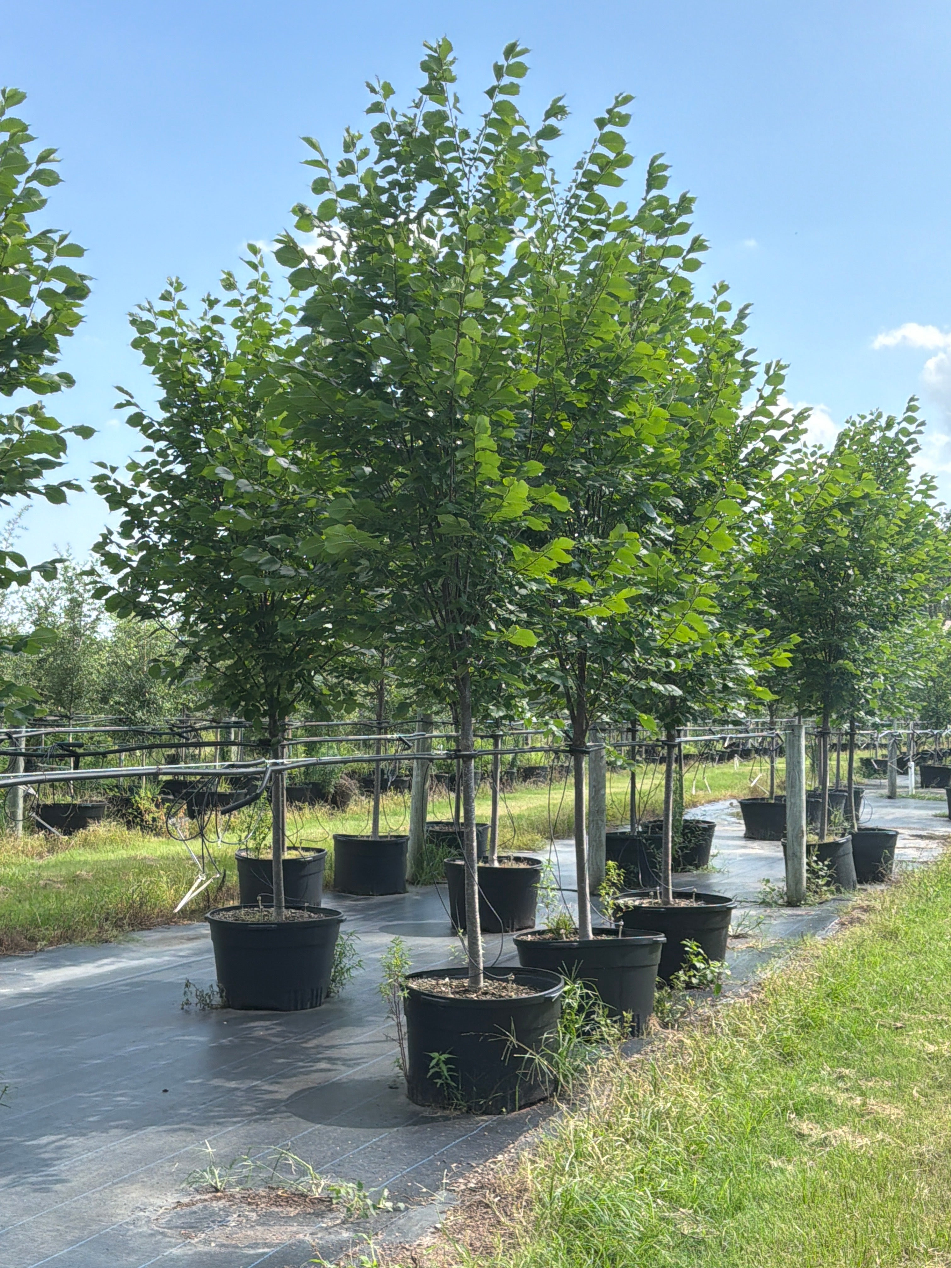 Princeton Elm