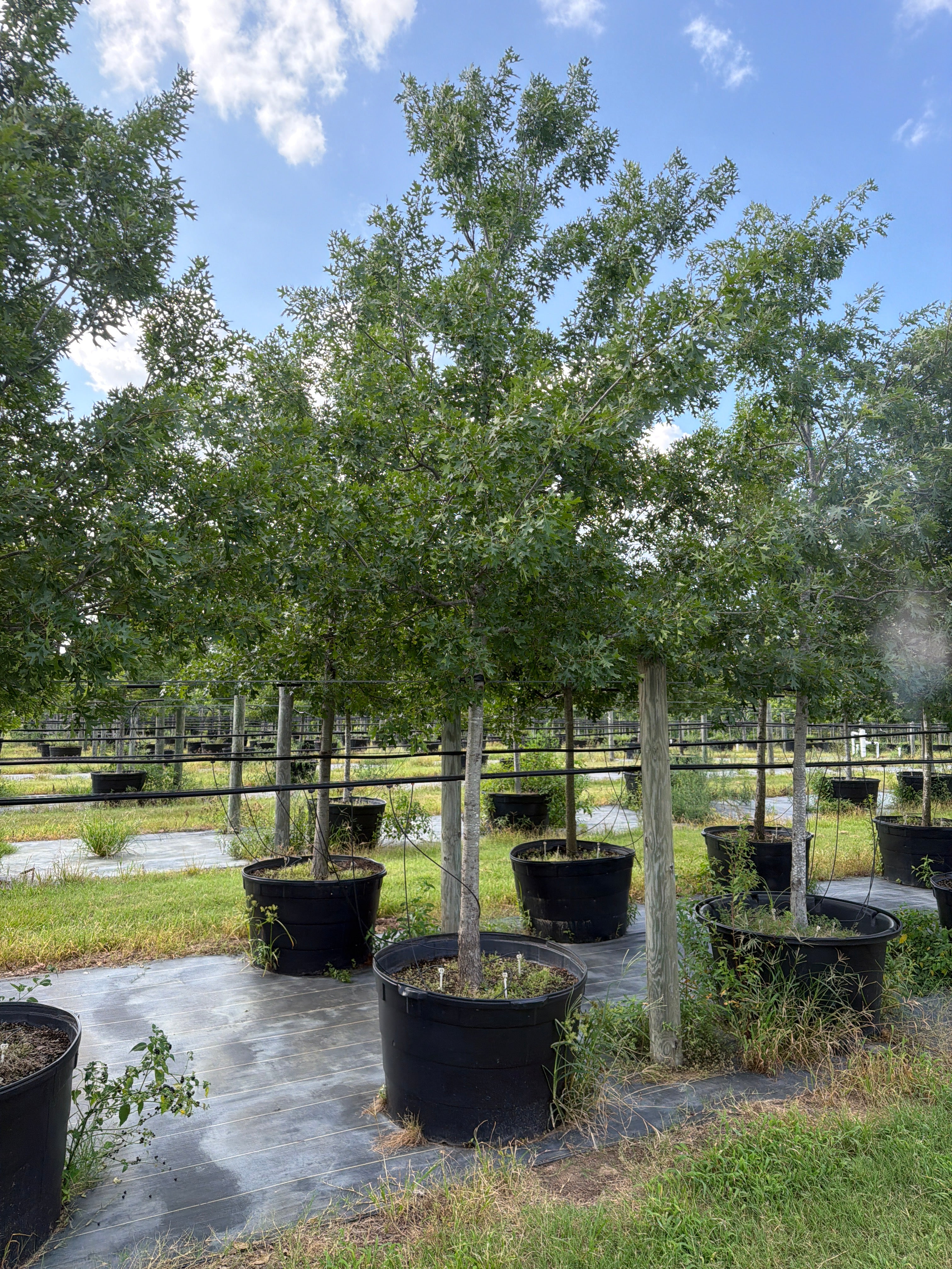 Shumard Red Oak