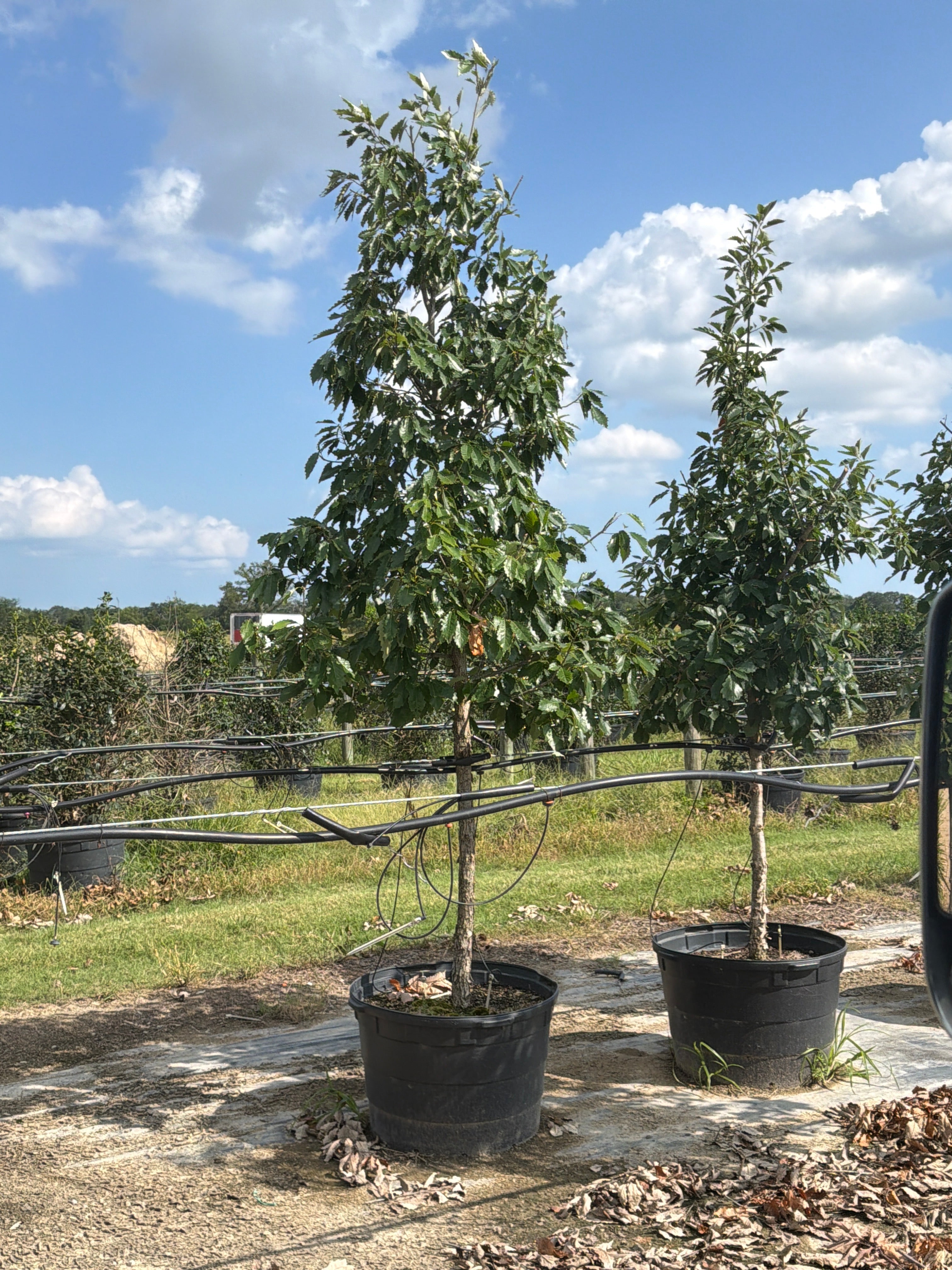 Chinquapin Oak