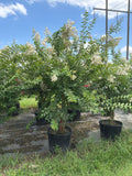 Natchez Crape Myrtle
