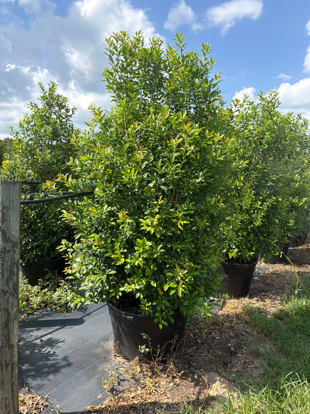 Eagleston Holly