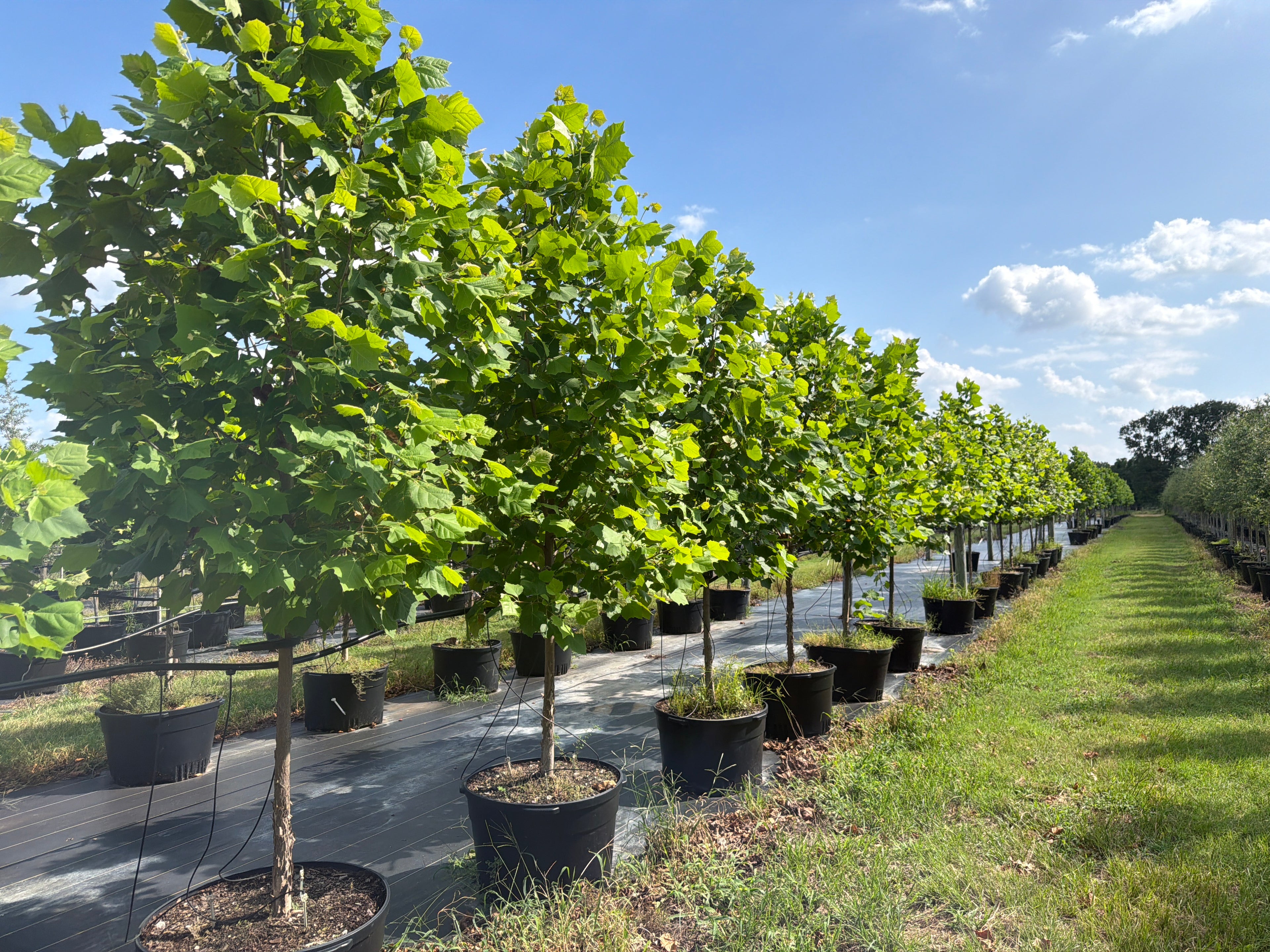 American Sycamore