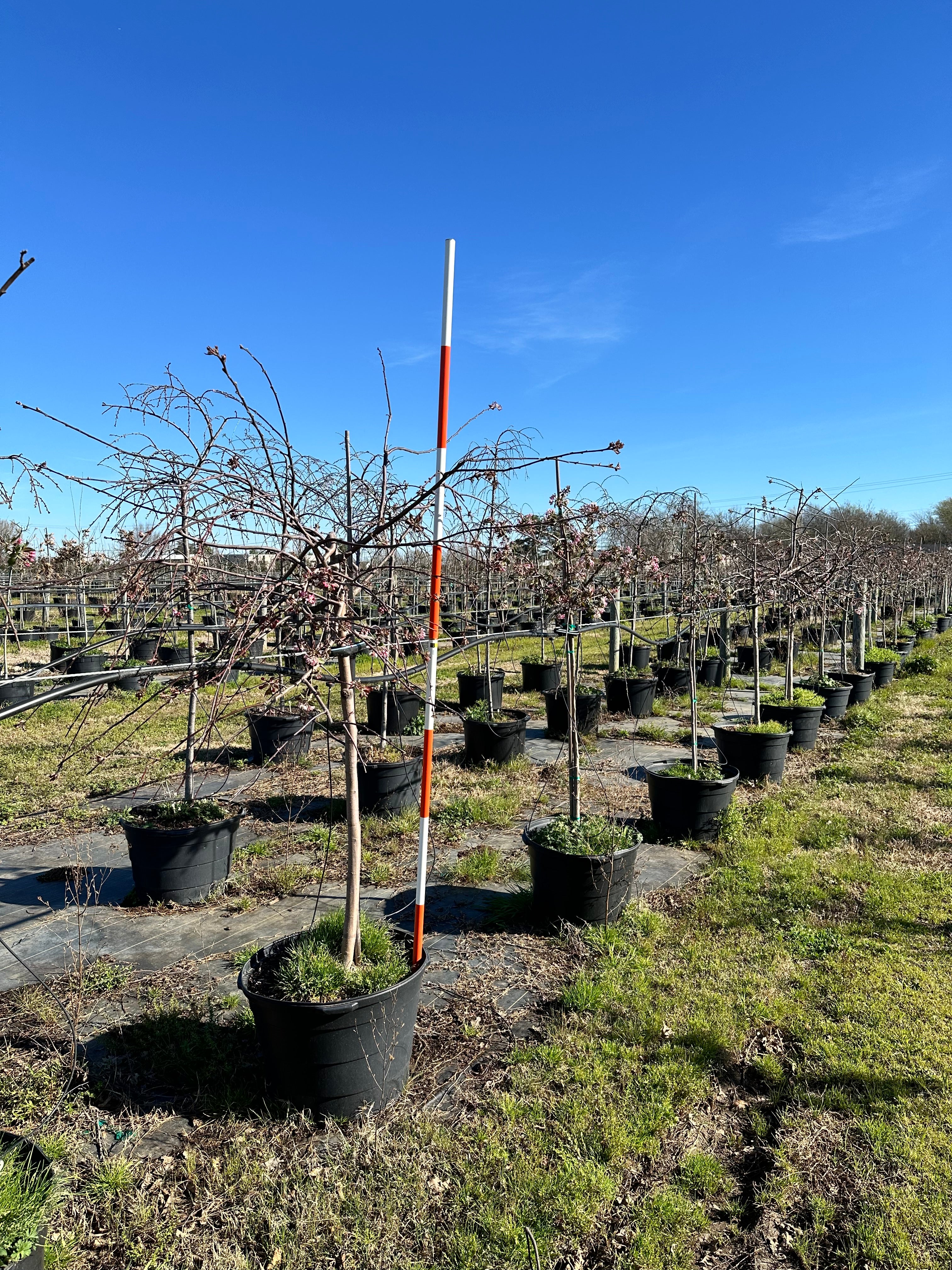 Crimson Cascade Weeping Peach