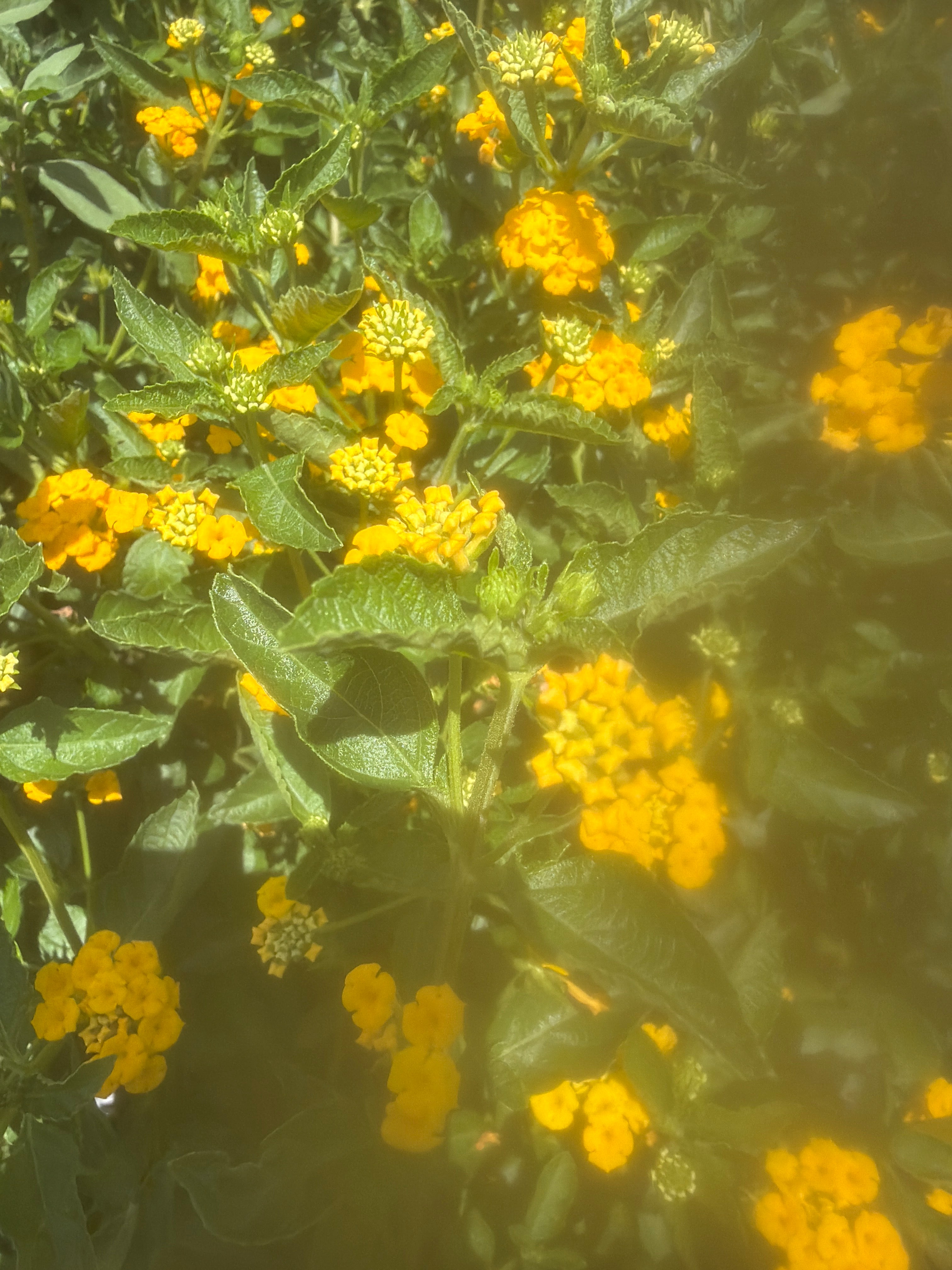 New Gold Lantana