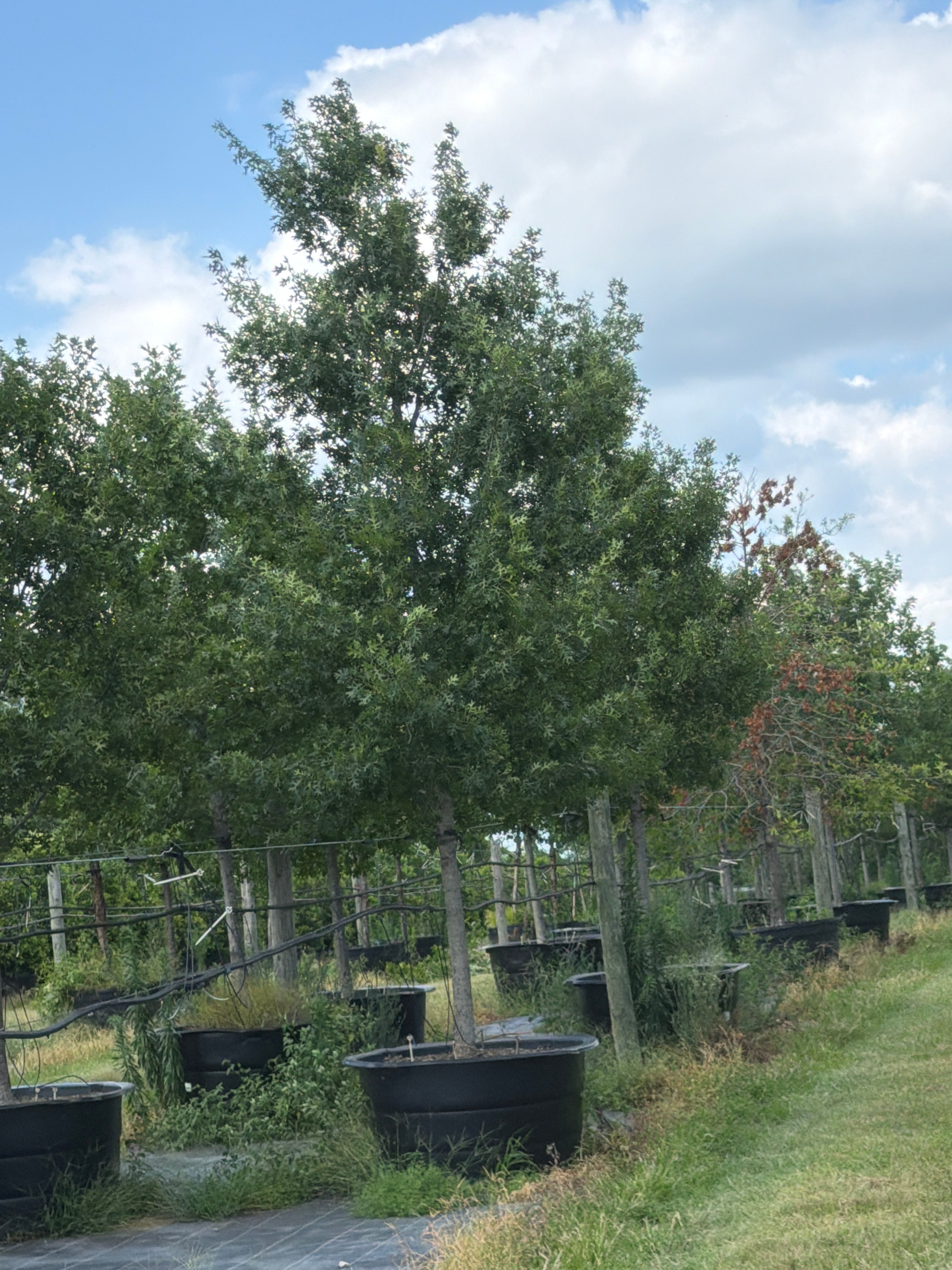 Shumard Red Oak