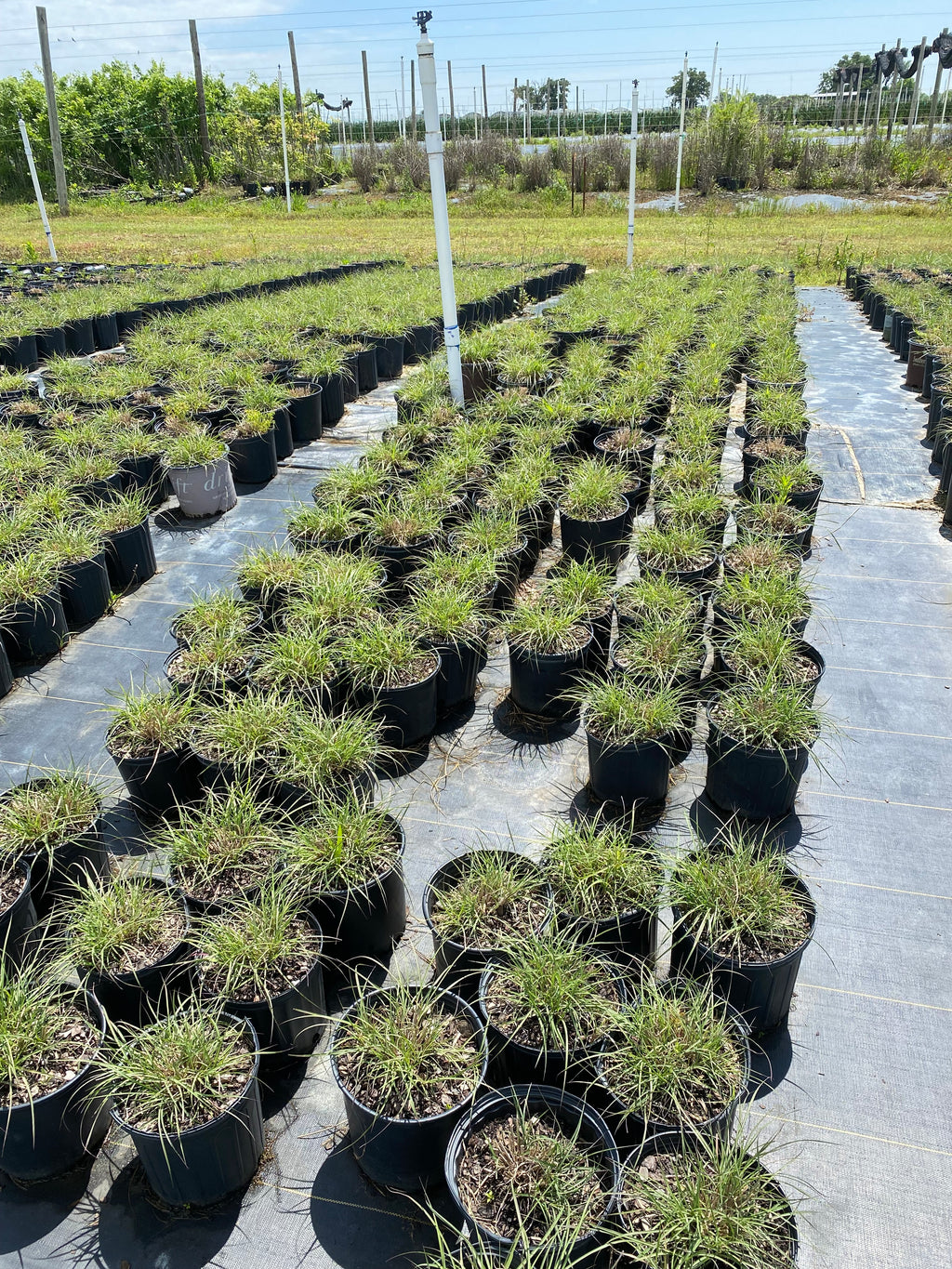 Adagio Grass