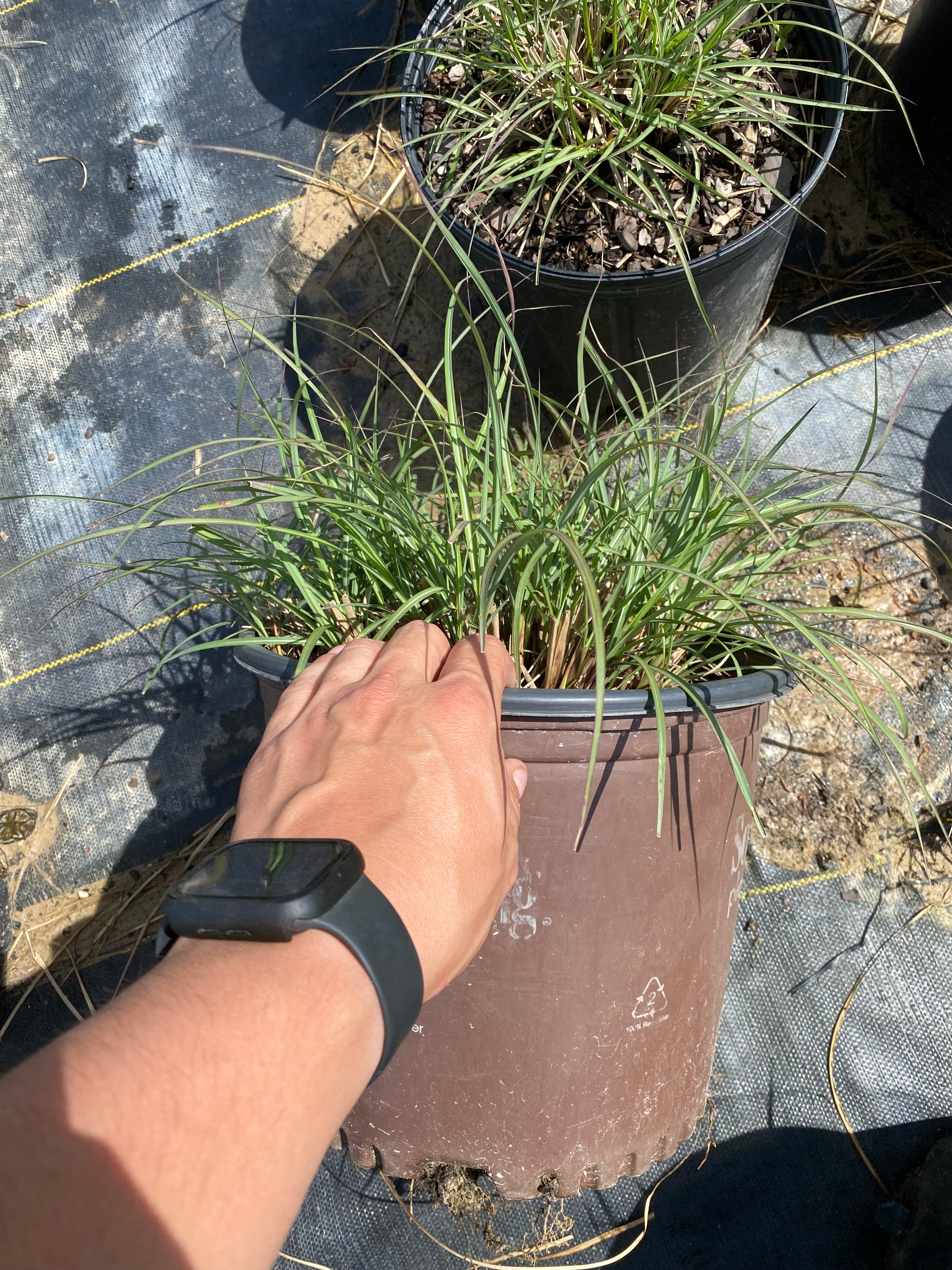 Adagio Grass