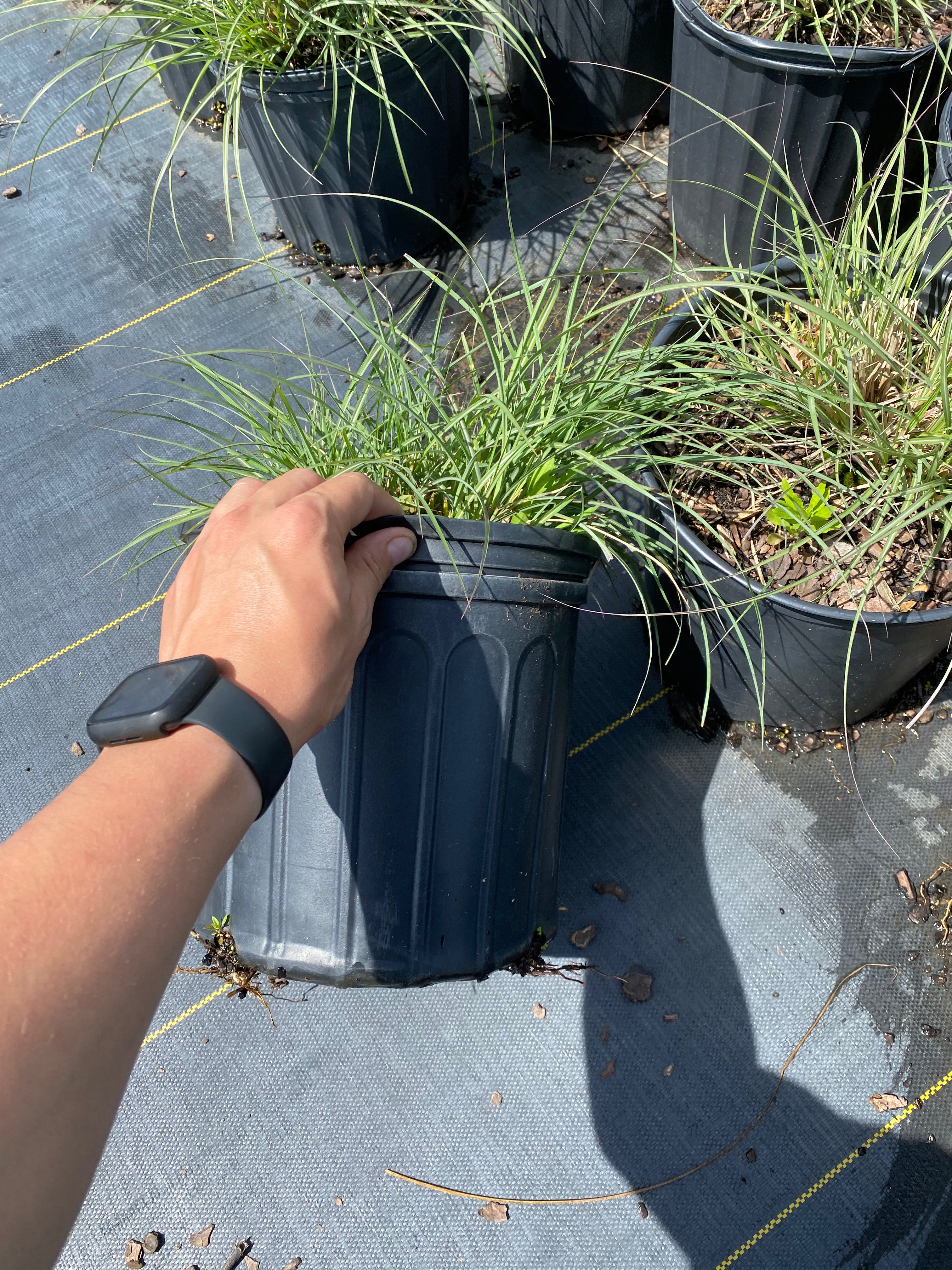 Adagio Grass