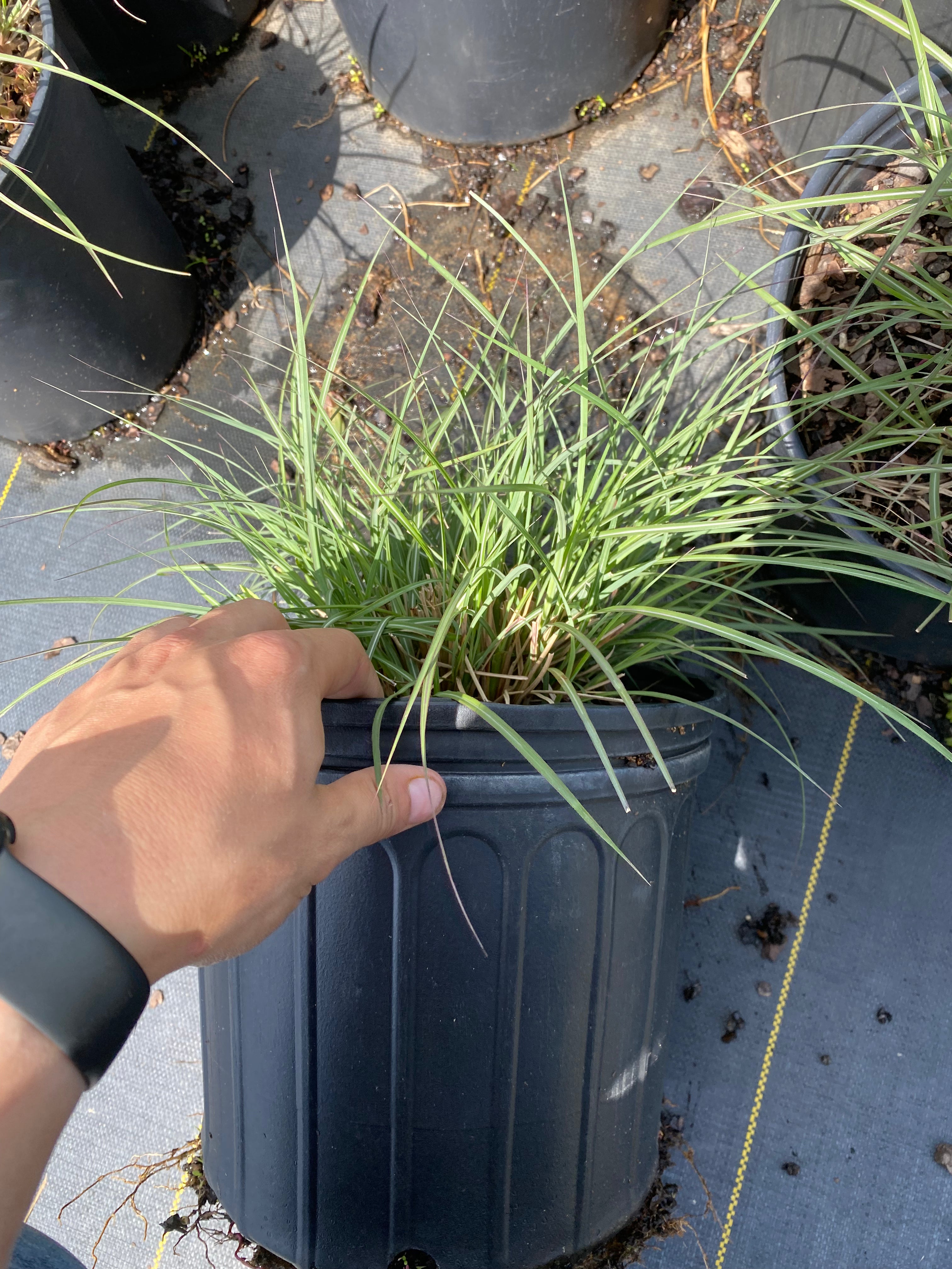 Adagio Grass