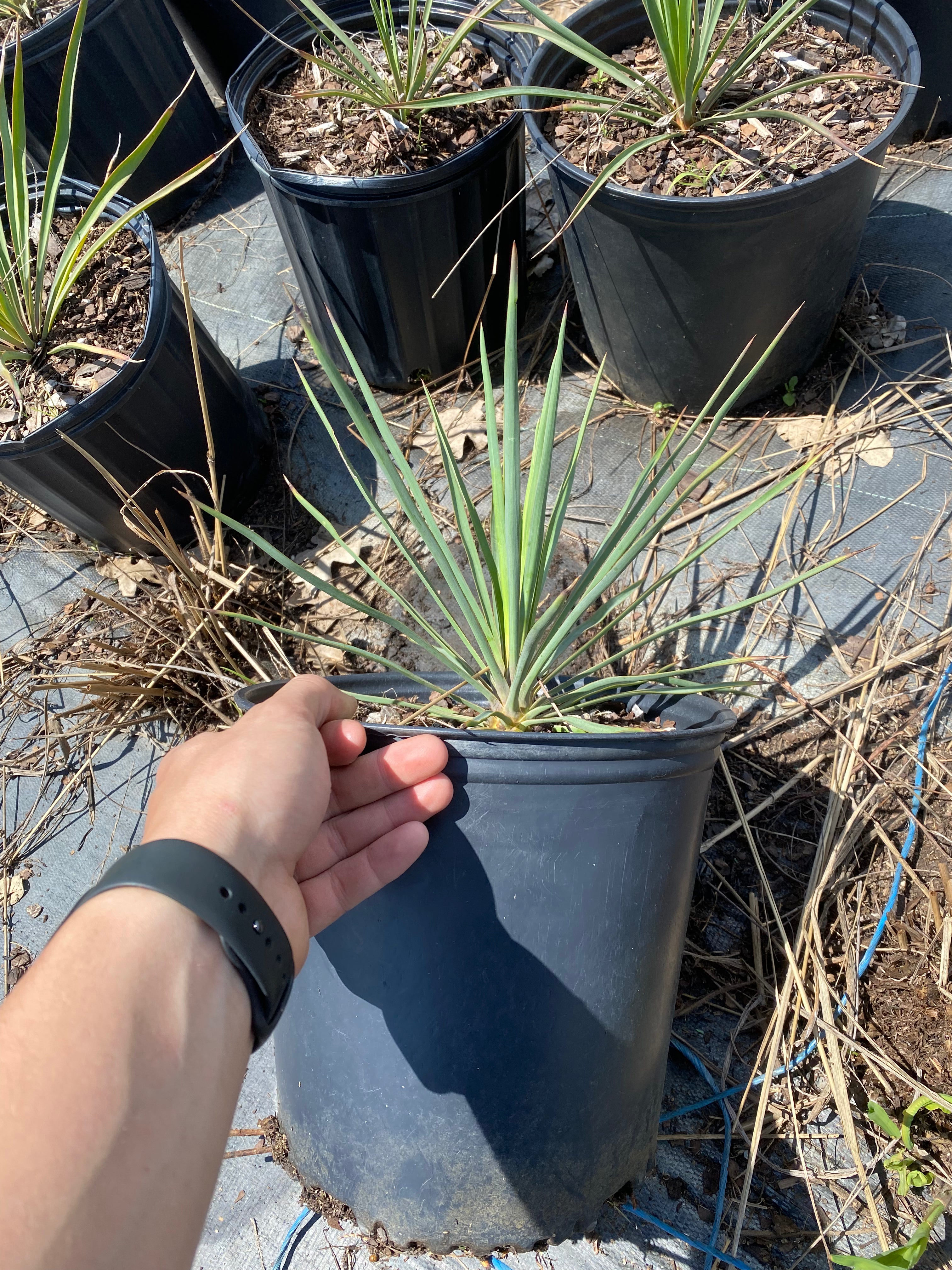 Adam’s Needle Yucca