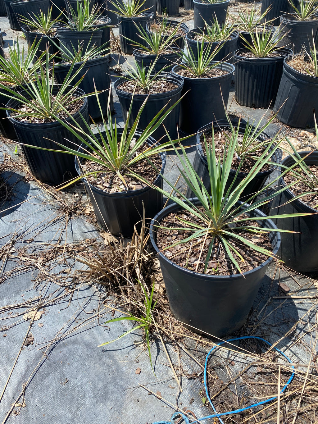 Adam’s Needle Yucca