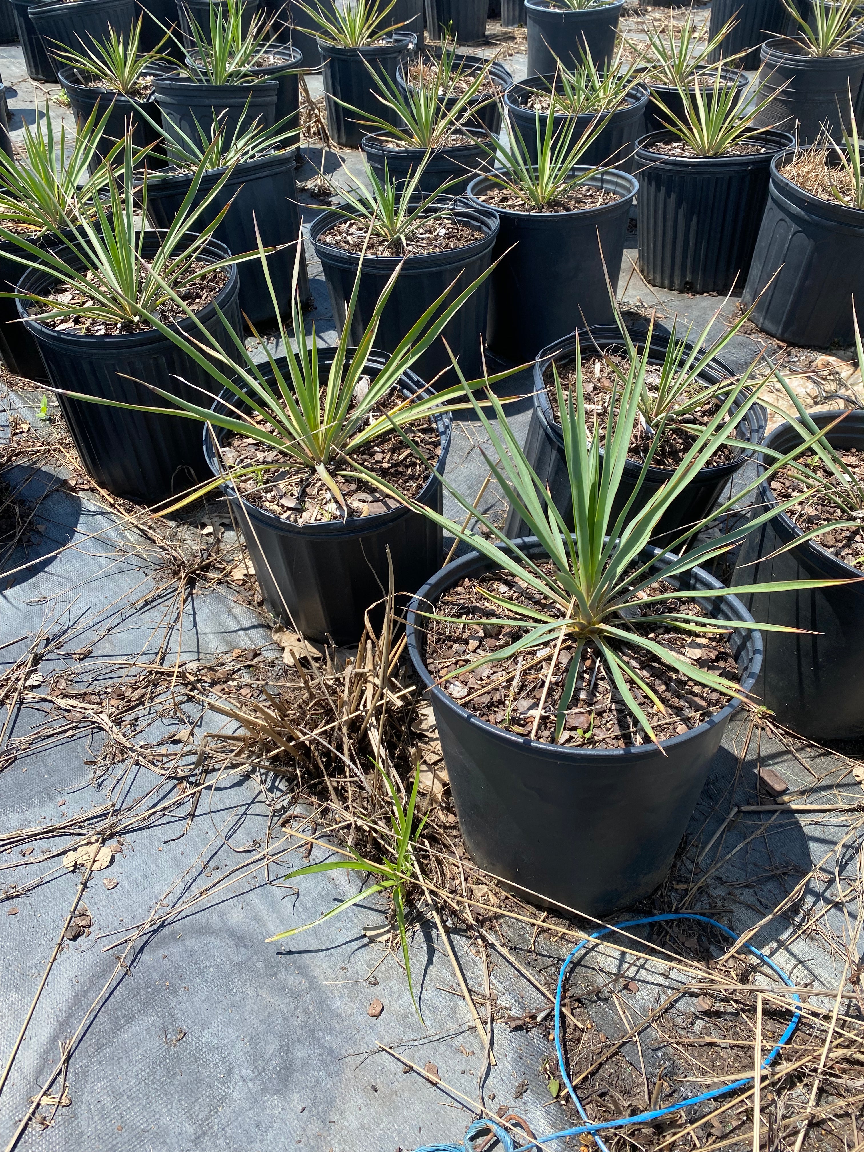 Adam’s Needle Yucca