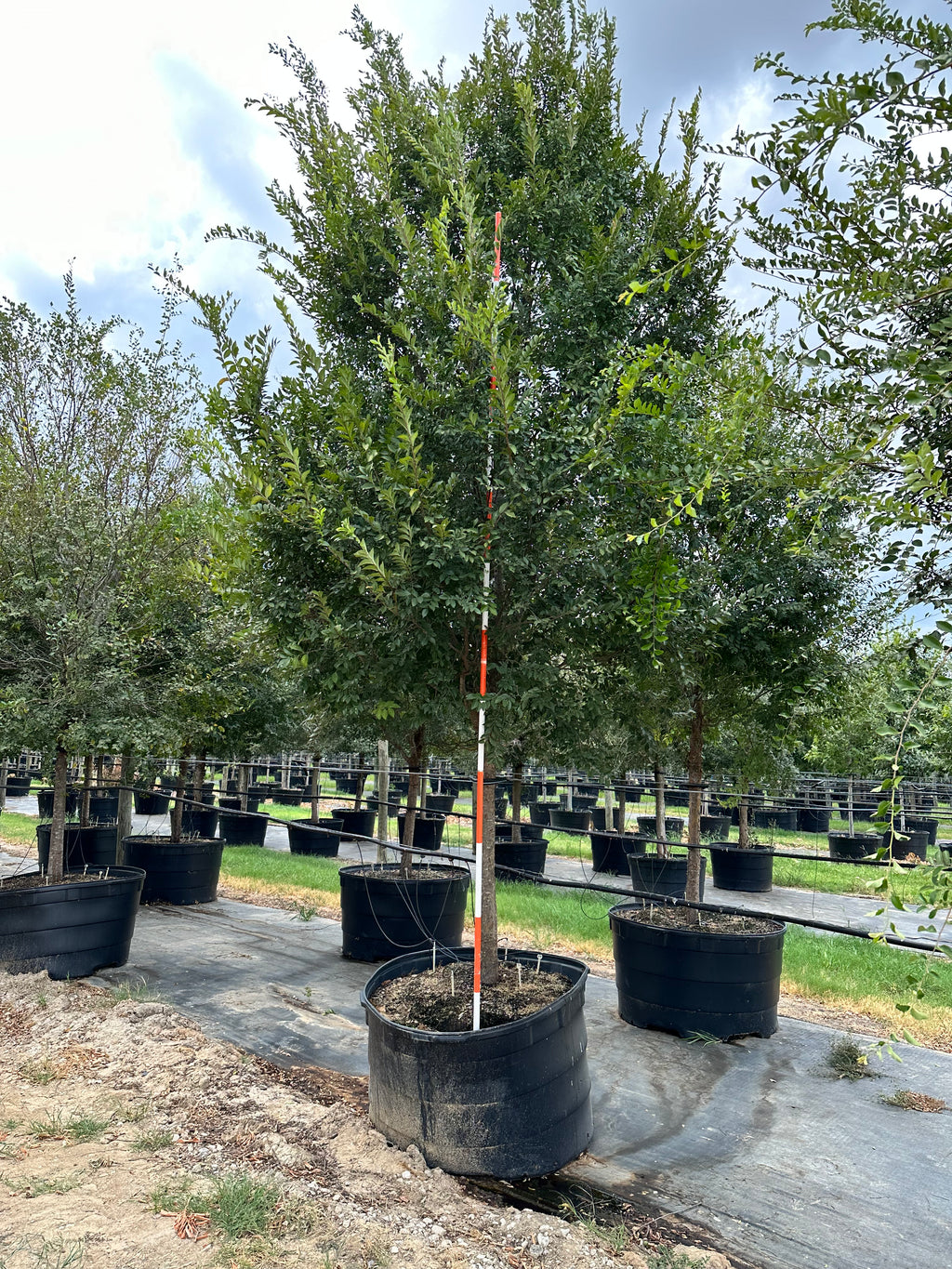 Allee Elm