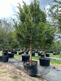 Allee Elm