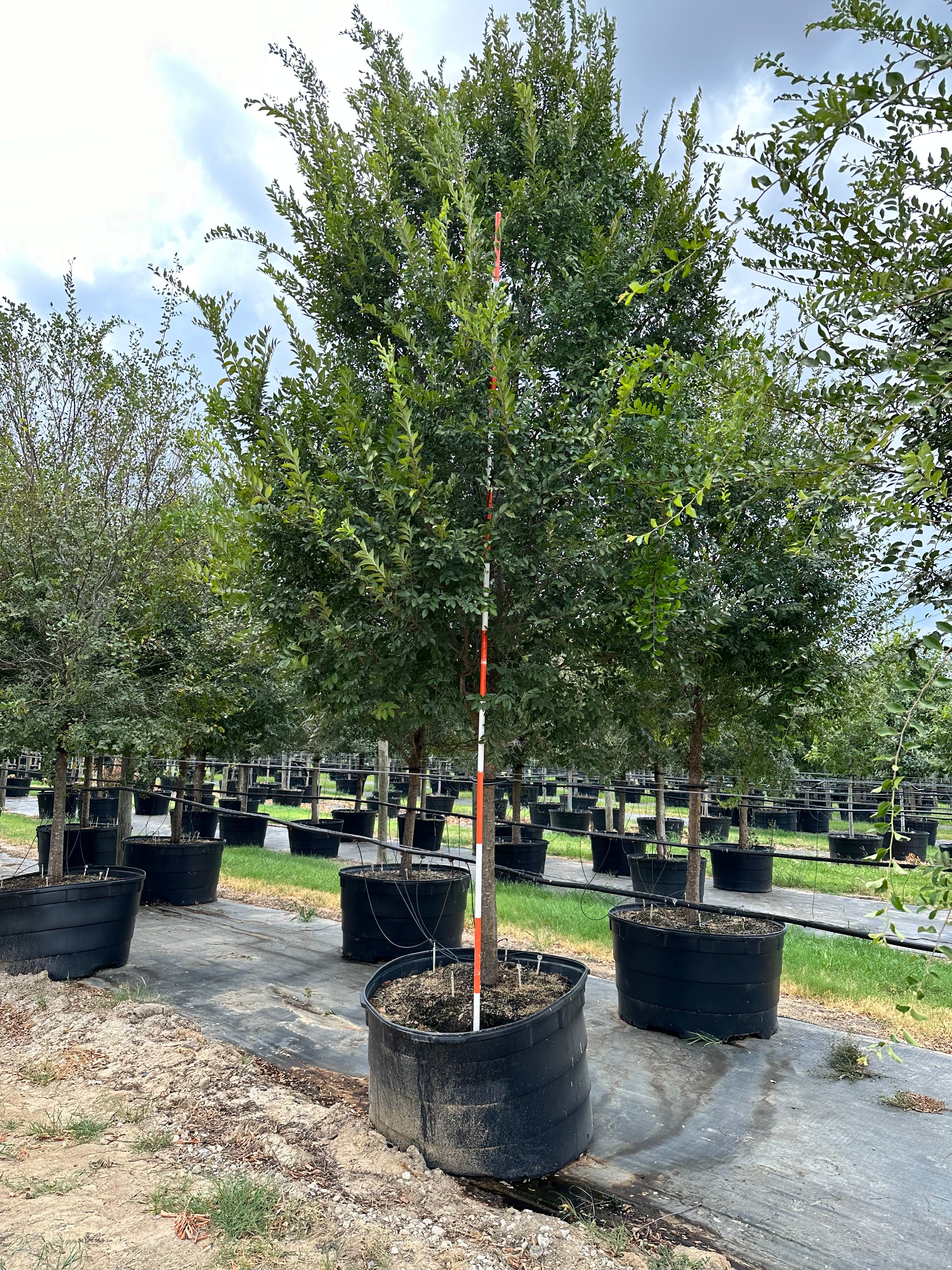 Allee Elm